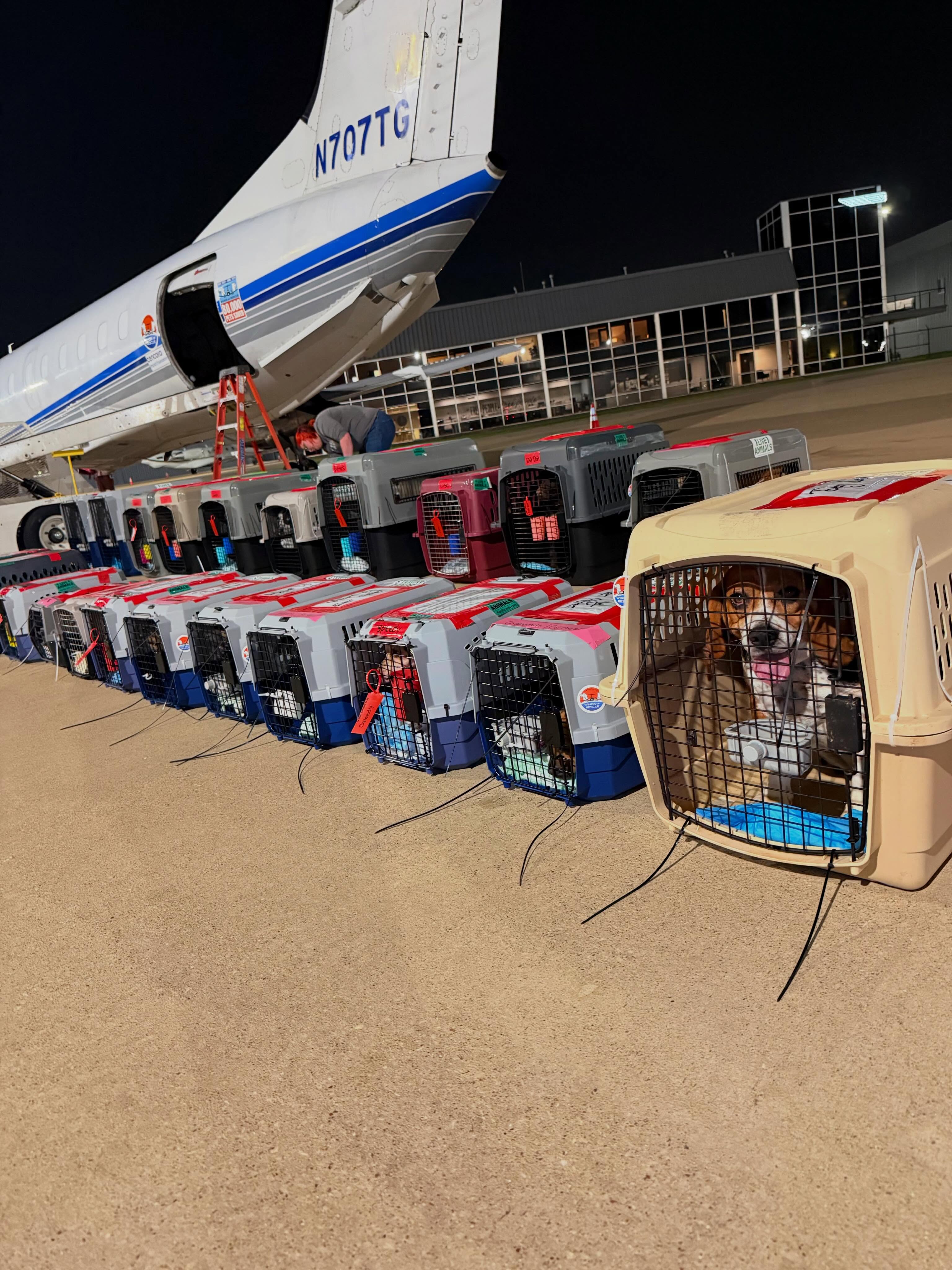 Yesterday, our Wings of Rescue planes touched down in Oregon and Washington with 120 dogs and cats on their way to a first chance at the life theyโve always deserved.
Today, another plane touched down in New Jersey with 120 more pets safe and sound. And now weโre heading into a weekend of three backโtoโback flights carrying 84, 144, and 118 pets to safety; nearly 600 lives moved in just days.
We fly big because our community believes big.
Learn more about how we fly atโrisk pets from danger to safety at the link in our bio.
#letthefurfly #cats #dogs #rescue
