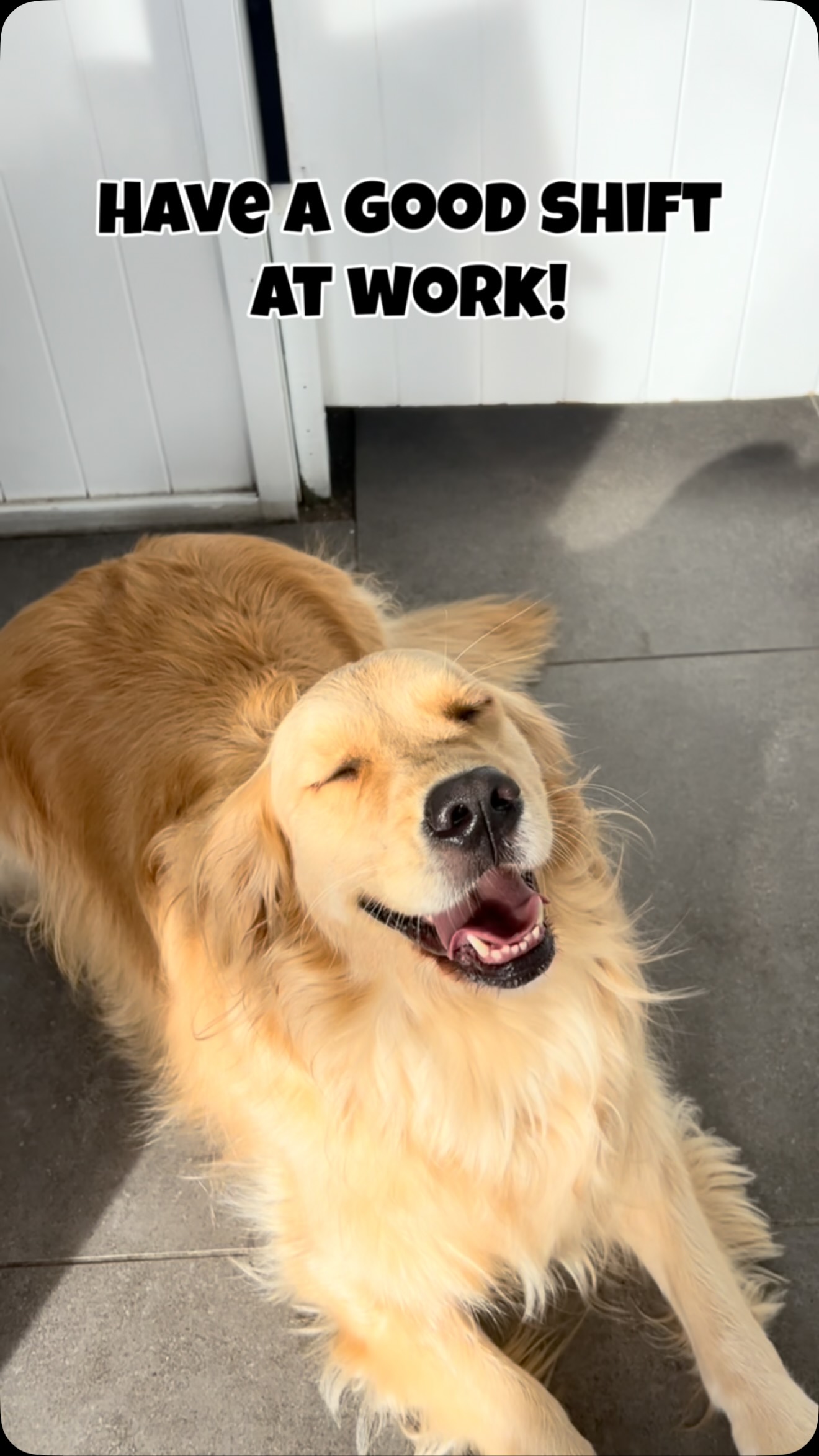 Meet our newest team member - Maple 🍁
#goldcoastdogs #goldcoastdoggydaycare #doggydaycare #dogsofinstagram #dogswithjobs
