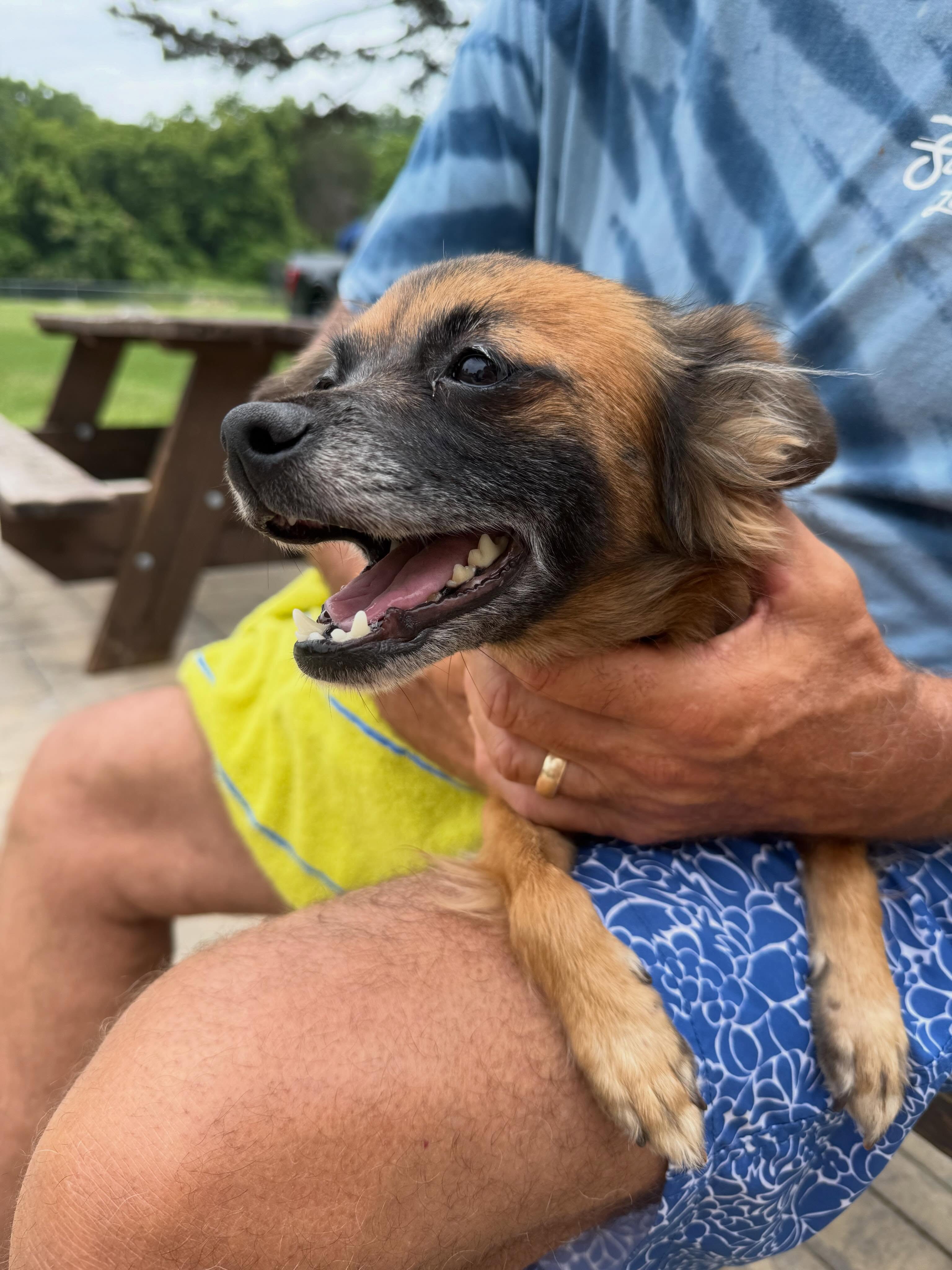 *OWNER LOCATED!!* This cutie pie made a visit to the pool today - no tags! Anyone know who this little swimmer belongs to?