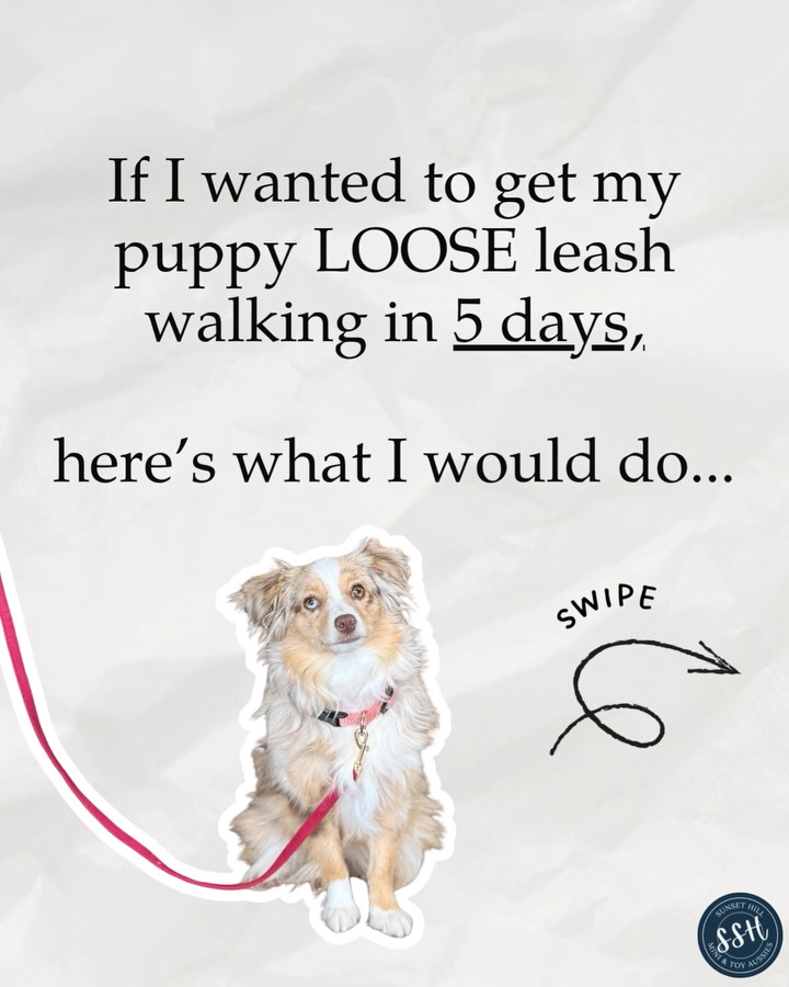 5 days SERIOUSLY 🙌🏼🐾
Before you take your Aussie on a “walk,” teach them where the paycheck lives — right by your side. Because once you step outside, the neighborhood rewards everything: squirrels, smells, moving cars, blowing leaves… and if you don’t become the most interesting thing first, they’ll happily drag you down the street (or narrate the entire walk with barking).
My go-to:
* Practice in the house where they can win
* Build a reward zone at my ankle/side
* 1–2 steps → reward
* If they get ahead, I stop. Loose leash = we go.
Train the habit at home… then take it on the road.
#aussietraining #aussiepuppy #looseleashwalking #puppytrainingtips #miniaussiepuppy