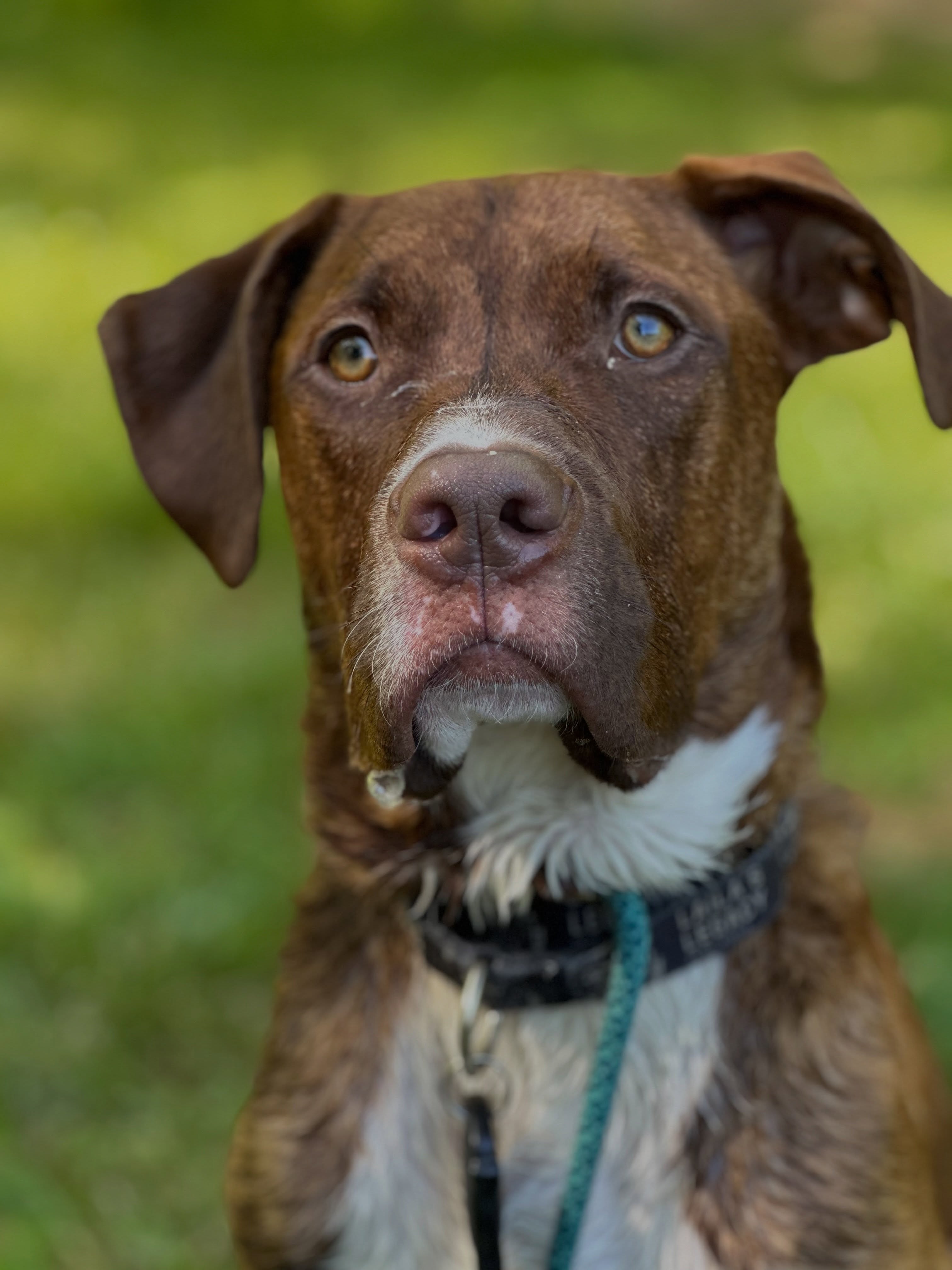 Adoptable Charlie Brown is a lover to all dogs - big and small, loves his humans fiercely, and is always down for playtime and a cuddle sesh. He’s spent times on the sidelines of kids baseball games, riding shotgun for errands, and romping with his foster siblings - truly making the best of foster care!
But Charlie is ready for his forever home. Is it you? Apply today through the link in our bio!
—
#adoptable #charliebrown #adopt