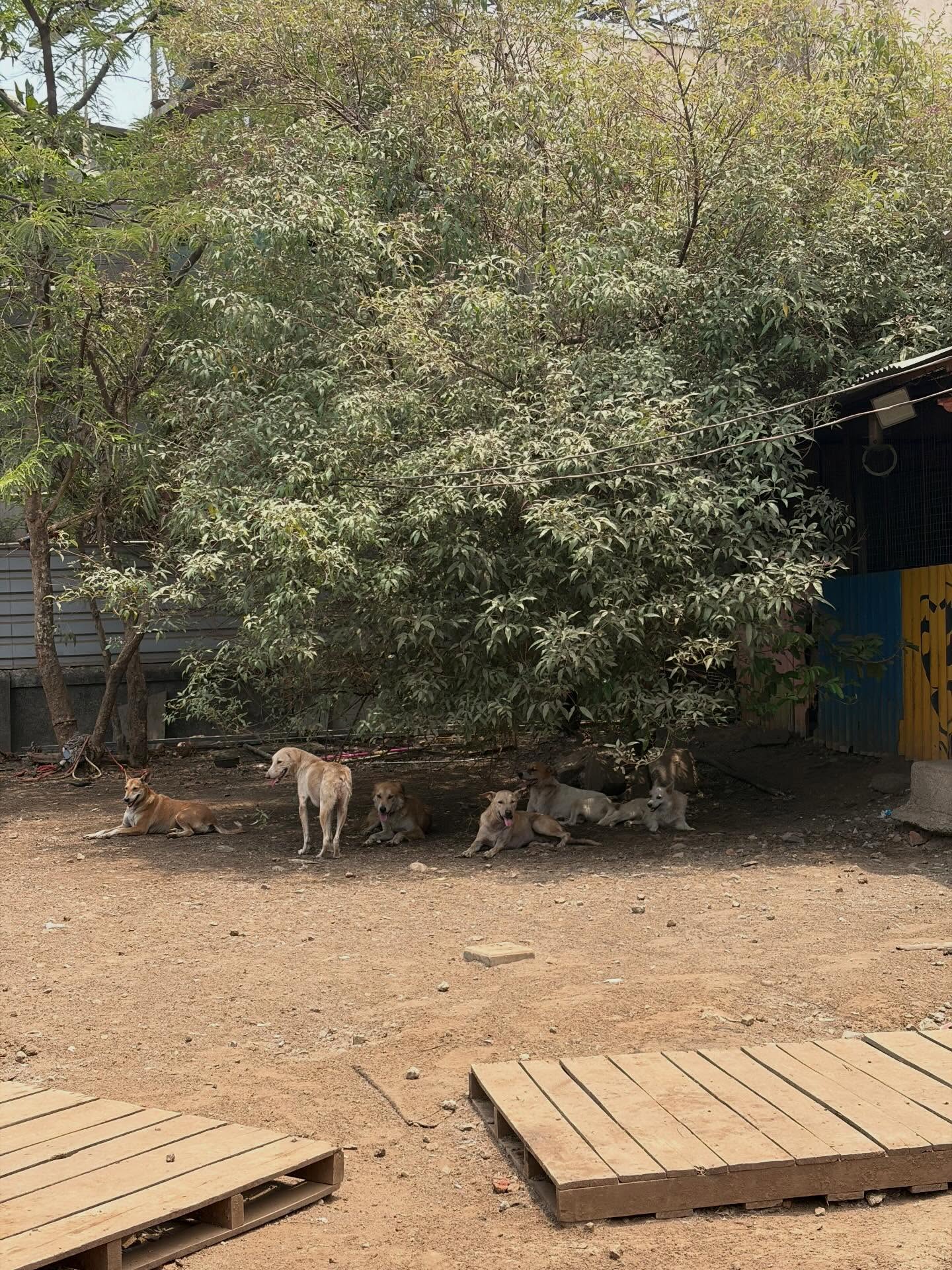 During a recent visit to Citizens for Animal Protection Foundation (CAP Mumbai) at their shelter in Freedom Park, Thane, Jahnavi, prakriti and Pushnami had the opportunity to witness an approach to animal welfare that prioritises dignity, rehabilitation, and coexistence.
From rescued dogs and cats to donkeys receiving care, the shelter is home to animals with different stories and needs. Each animal is known by name, cared for by a committed team of staff and volunteers, and given the space to recover in an environment that respects their natural behaviours rather than confining them unnecessarily.
Working across the Thane region, CAPF’s efforts span rescue, treatment, rehabilitation, shelter, and adoption while championing the belief that animals thrive best in open, enriching spaces that allow them to express their instincts and individuality.
It was heartening to see this philosophy come alive on the ground and to meet the people who make it possible every day.
If you’re looking to welcome a furry companion into your home, consider adopting and giving an animal a second chance at life.
#AnimalWelfare #AdoptDontShop #CommunityAnimals #RescueAndRehabilitation #UpadhyayaFoundation
