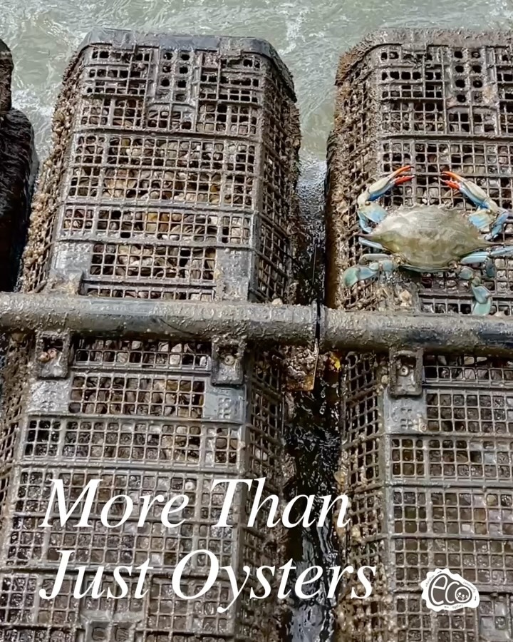 Did you know over 300 species call oyster reefs home? From crabs and shrimp to small fish and more, oyster reefs are bustling neighborhoods within our salt marshes. These underwater communities offer food, shelter from predators, and a place for marine life to grow.
Oyster farms support these thriving ecosystems, too! As oysters grow, they expand valuable habitat for the many species that live alongside them. Biofouling provides food, the baskets offer shelter, and together they create a welcoming home for marine life.
At ECO, we admire oysters not just for their ecological benefits, but for what they teach us about building strong communities. Just as oysters create habitat, we are working to grow our own community through outreach programs, educational workshops, and field trips. Every new experience, every “aha!” moment, and every spark of curiosity helps build a thriving community of learners, stewards, and conservationists.
There’s a lot we can learn from oysters, and that’s just one more reason we love these tasty ecosystem engineers. 🦪💙