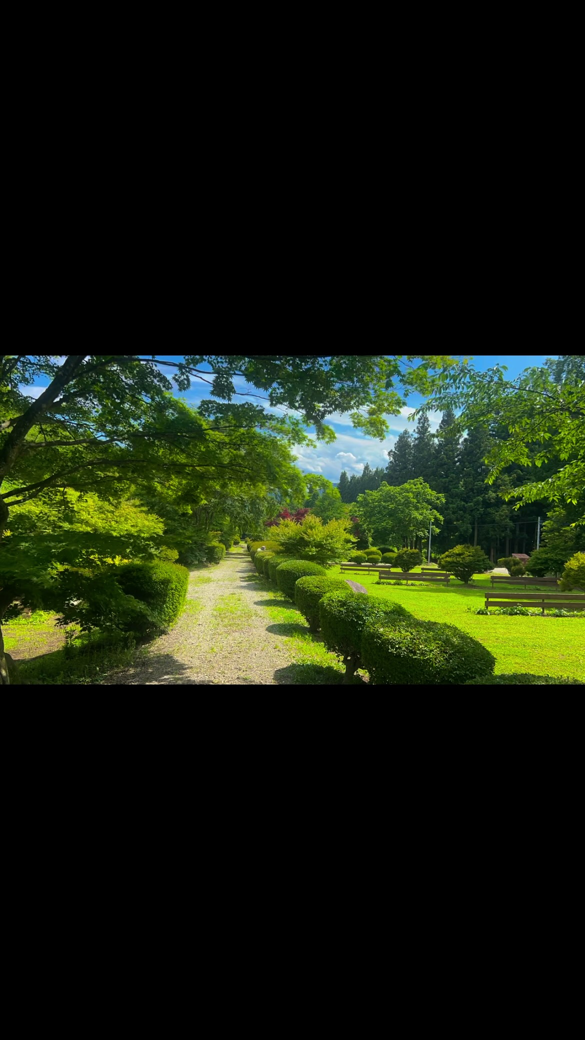 単に剪定してもあれなんで、タイムラプス撮影しながら剪定🌳残り、7割……