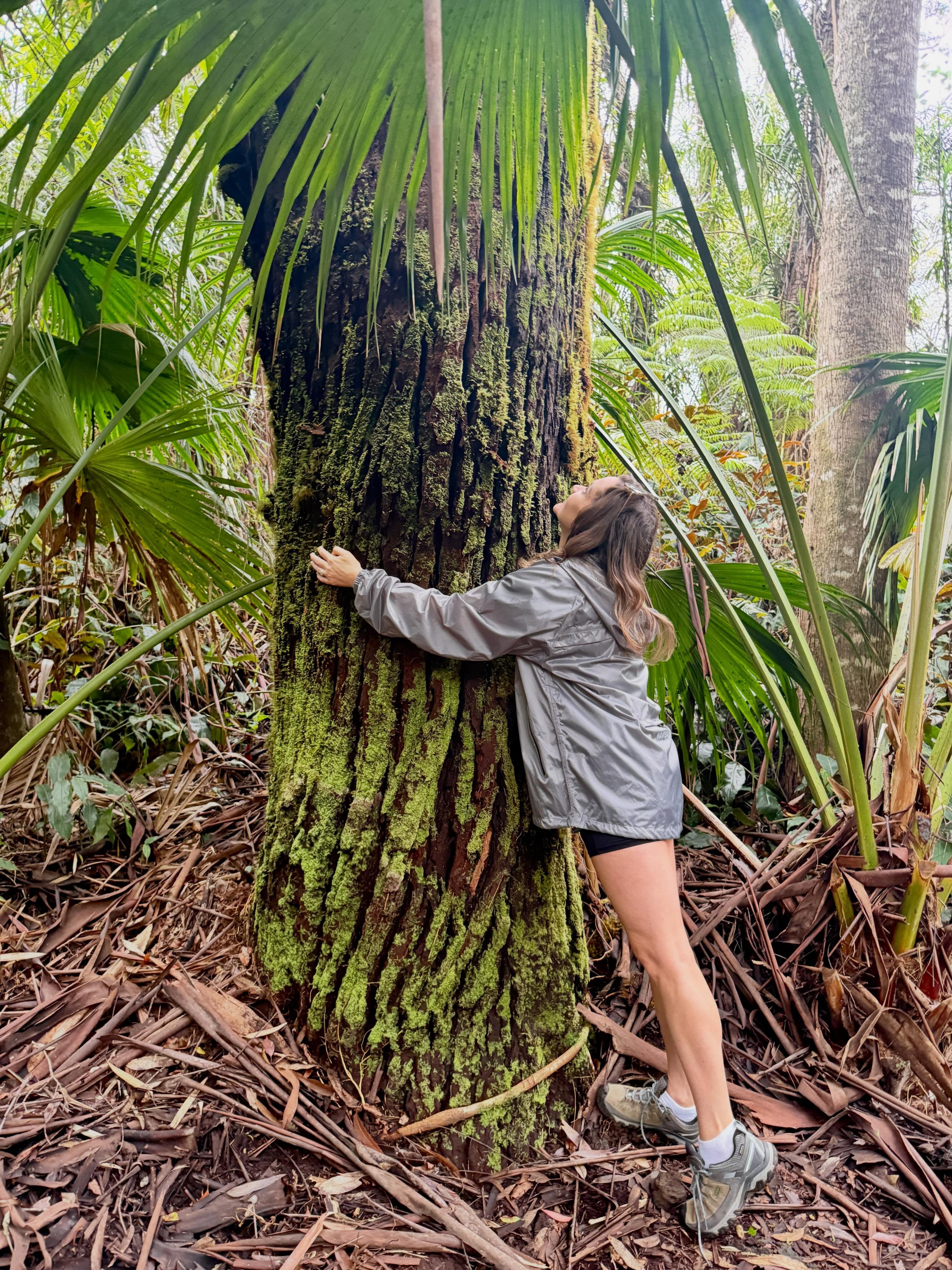 The other day we visited Kona Cloud Forest Sanctuary, just 18 minutes from our new home, and I left feeling so inspired.
What struck me most wasnât only how beautiful it is today- it was the story behind it.
Just as recent as 1982, this land had been heavily impacted by decades of ranching, agriculture, and deforestation. Instead of accepting what had been lost, founder Norman Bezona had a vision: Could a cloud forest be restored within a single lifetime?
Turns out⊠yes! đ€©
Through a few decades of thoughtful stewardship, caring for the land (mÄlama Ê»Äina), and the loving hands of countless volunteers, this once-degraded landscape has become a thriving cloud forest again. As the canopy returned, so did the birds, the moisture, and so much of the life that had been missing.
Walking through it, I couldnât help but think about our own little piece of HawaiÊ»i.
When we saw our property, we saw so much beauty, but also years of invasive species slowly taking over: African tulip, Christmas berry, overgrown bamboo, and thick brush. Visiting the sanctuary reminded me that healing the land begins with listening, learning, and making thoughtful choices that allow nature to thrive again.
Thatâs exactly how we are approaching our own little farm. Weâll be removing invasive species, planting with intention, and doing our best to practice mÄlama Ê»Äina every step of the way.
This place is such a beautiful reminder that when people care deeply for the land, the land responds. Forests can return, birds come back, plants flourish. Life has a way of finding its balance again.
Iâm so grateful to Kona Cloud Forest Sanctuary for sharing their vision with the world. We left feeling inspired, hopeful, and even more excited to care for this little piece of HawaiÊ»i with that same spirit of mÄlama Ê»Äina. đ€đș #konacloudforestsanctuary @konacloudforestsanctuary
