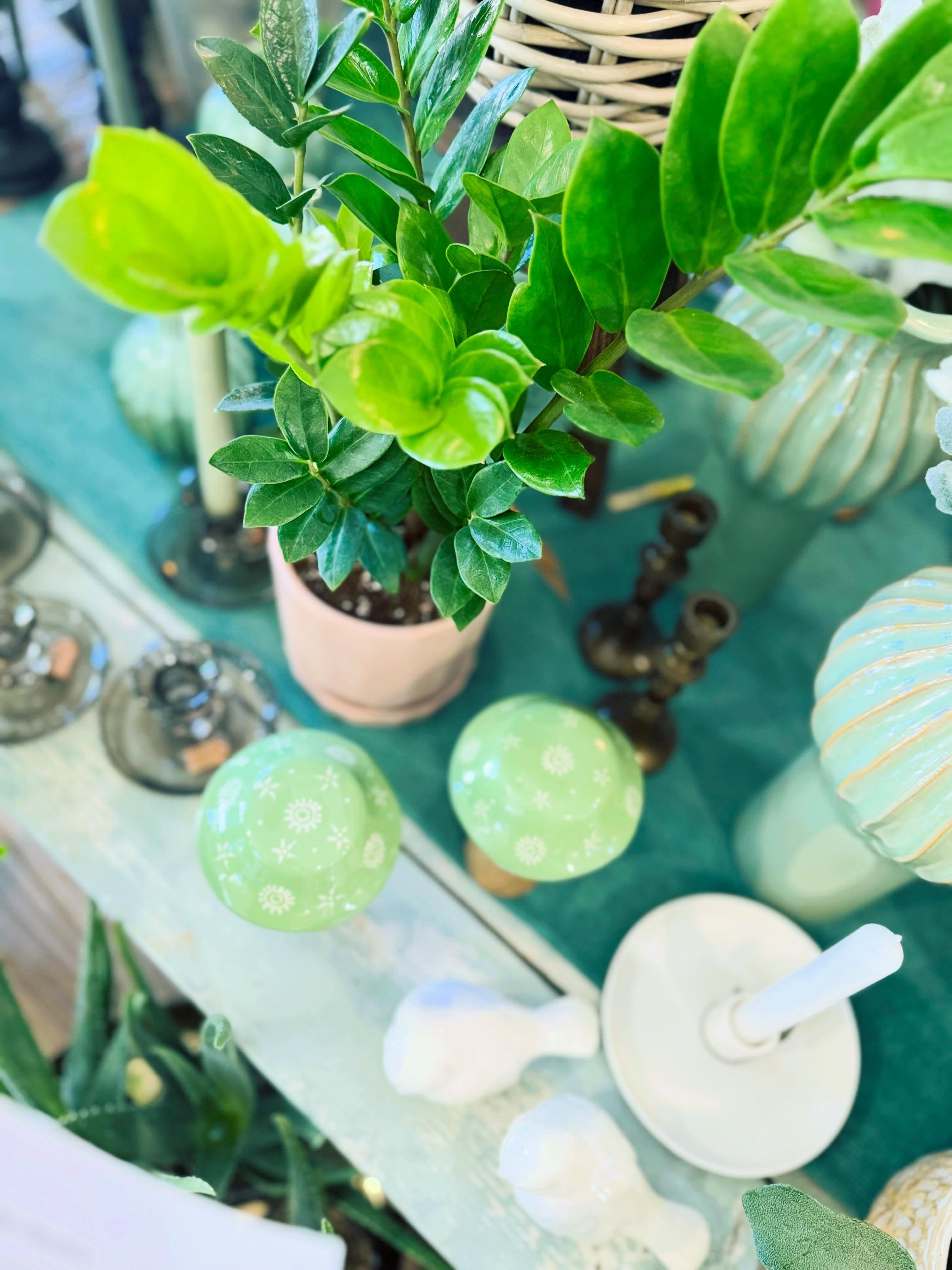 Houseplants do more than just look beautiful—they help create a healthier, happier home by improving air quality, reducing stress, and bringing a sense of calm to any space. 🌿
While you’re here, browse our beautiful collection of wall art featuring landscapes, florals, animals, and more. Dutchess Flower Company is your destination for plants, fresh flowers, and unique home styling goods.
✨ Open this week:
Wednesday 10–5
Thursday 10–5
Friday 10–5
Saturday 10–4
Please note we will be closed June 30 – July 6 for a summer break and Canada Day week. We’ll be spending time with family and catching up on projects at home before returning refreshed.
Thank you for supporting small business—it truly means the world to us. ❤️