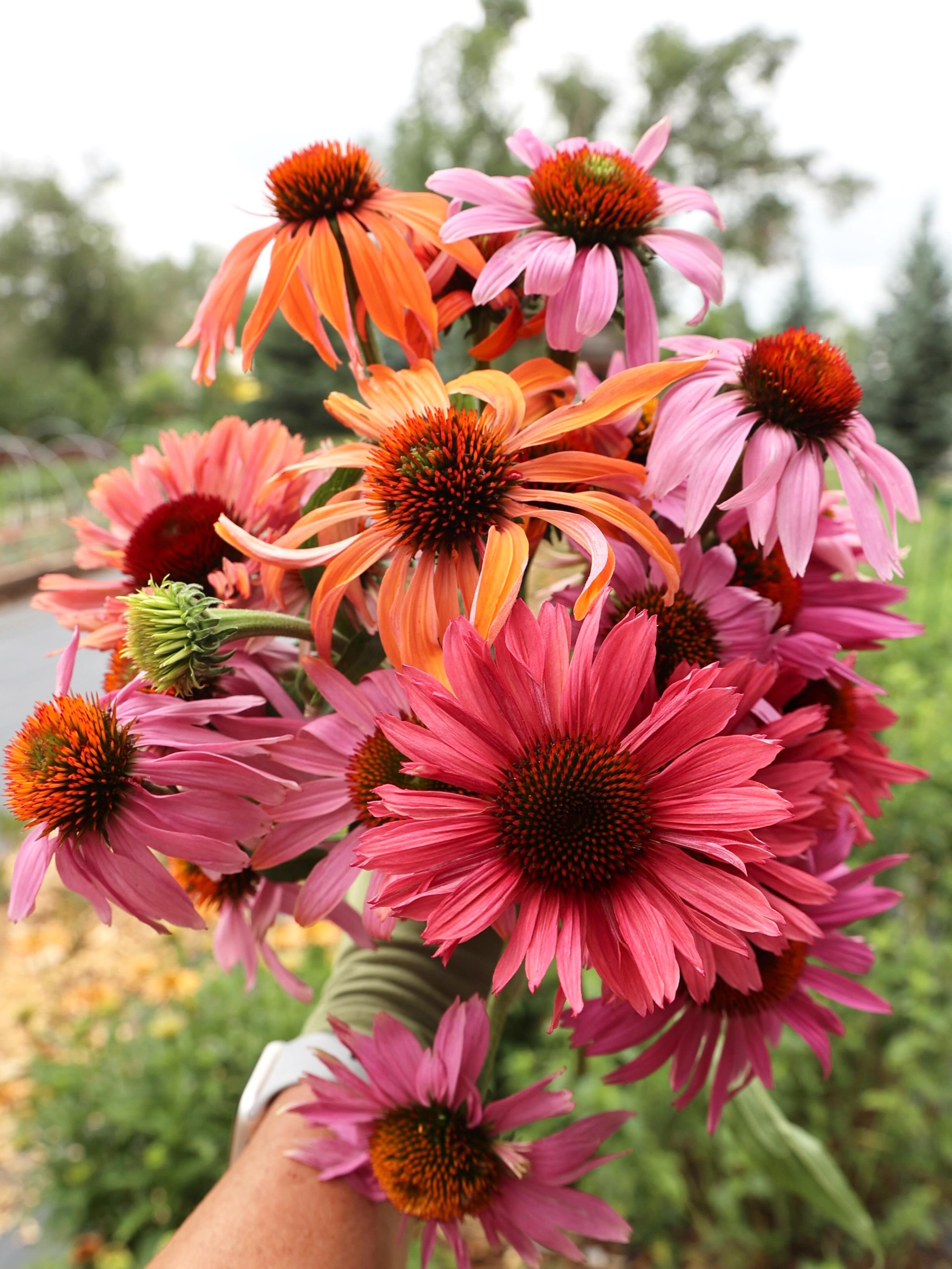 The heat is on!! Make sure to get out and support your local growers who are working through it to keep your bodies and souls nourished! There are so many beautiful flowers and delicious veggies available right now. Don’t let the season pass you by!
