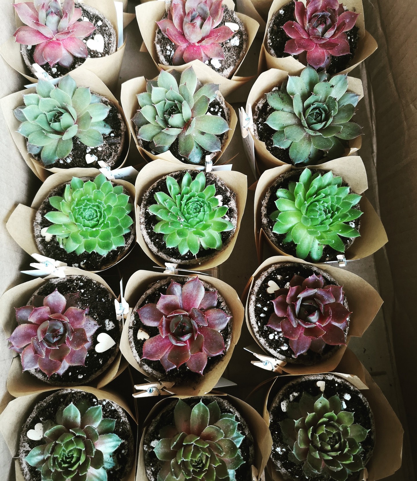 Living favours that keep on giving. 🌿💚
Most event favours are forgotten within days.
A succulent is different.
It starts as beautiful table décor, travels home with your guests, and months later is still growing as a reminder of your wedding, shower, or corporate event.
That's why more couples and businesses are choosing living favours over single-use gifts.
✨ Customizable to match your wedding colours or brand
✨ Eco-friendly and low-maintenance
✨ Wholesale pricing available
✨ Canada-wide delivery
✨ Locally sourced and thoughtfully packaged
Imagine knowing your guests are still enjoying the same little plant months after your event.
👇 What are you planning?
💍 Wedding
🍼 Baby Shower
🎉 Bridal Shower
🏢 Corporate Event
Save this post for your next event and tag someone who needs this idea.
Link in bio.
#WeddingFavours #WeddingFavorsCanada #SucculentFavours #EcoFriendlyWedding #SustainableWedding #CorporateEvents #CorporateGifting #EventPlanner #WeddingInspiration #GreenGifts #PlantLovers #PartyFavours #GrowWithLove #GTPlants