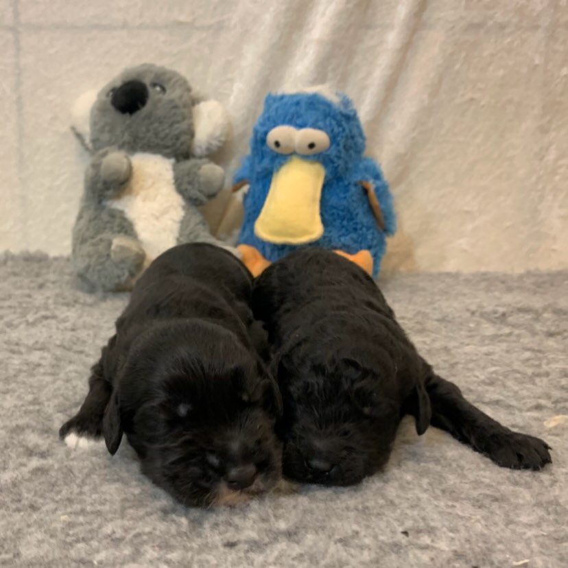 Nydelige små som vokser for hver dag som går🐶
Det er så spennende å se hvor raskt de utvikler seg og får mer og mer personlighet 🥰
bilder er av mamma Freia sammen med valpene, samt egne bilder av hele kullet. 💕
🩷 Jentene er avbildet med rosa bamse
💙 Guttene er avbildet med blå bamse
Bilder av stolte pappa Neville er også lagt ved🥰🐶
Gjerne ta turen innom oss på åpent hus i helgen, kl. 12-14 (lørdag og søndag) for en hyggelig prat! Her kan dere bli bedre kjent med oss ansatte, noen av hundene våre (inkl. Neville) og lære mer om denne nydelige rasen.☀️🐶