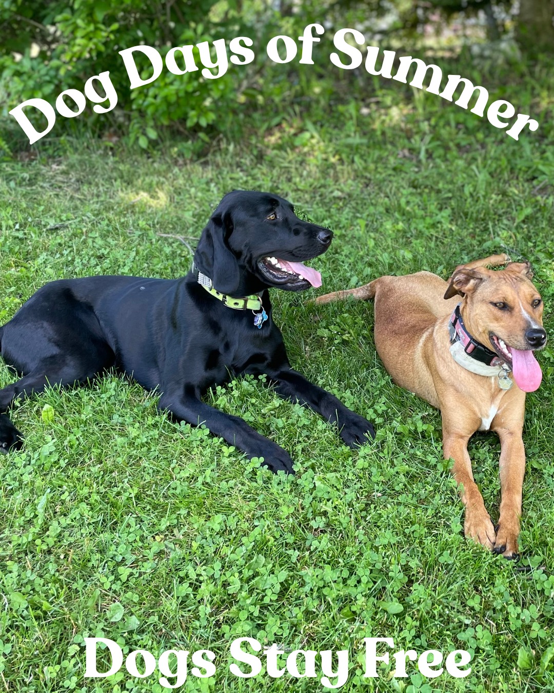 🐾 Dog Days of Summer at the 1824 House Inn + Barn 🐾
Summer adventures are better with your best friend by your side.
This summer, dogs stay FREE at the 1824 House! Bring your pup along to enjoy everything the Mad River Valley has to offer—morning walks, river swims, mountain hikes, evenings by the fire pit, and plenty of room to stretch four legs.
No pet fees. No need to leave anyone behind.
Pack the leash, grab the treats, and make some memories together in Vermont.
🐶 Dogs stay free all summer long
🏞️ Minutes from trails, swimming holes, and outdoor adventures
🔥 Pet-friendly patios, fire pits, and plenty of space to roam
Book your summer getaway today and let the tail-wagging begin.
#DogDaysOfSummer #1824House #DogFriendlyVermont #MadRiverValley #VermontGetaway #TravelWithDogs #PetFriendlyTravel