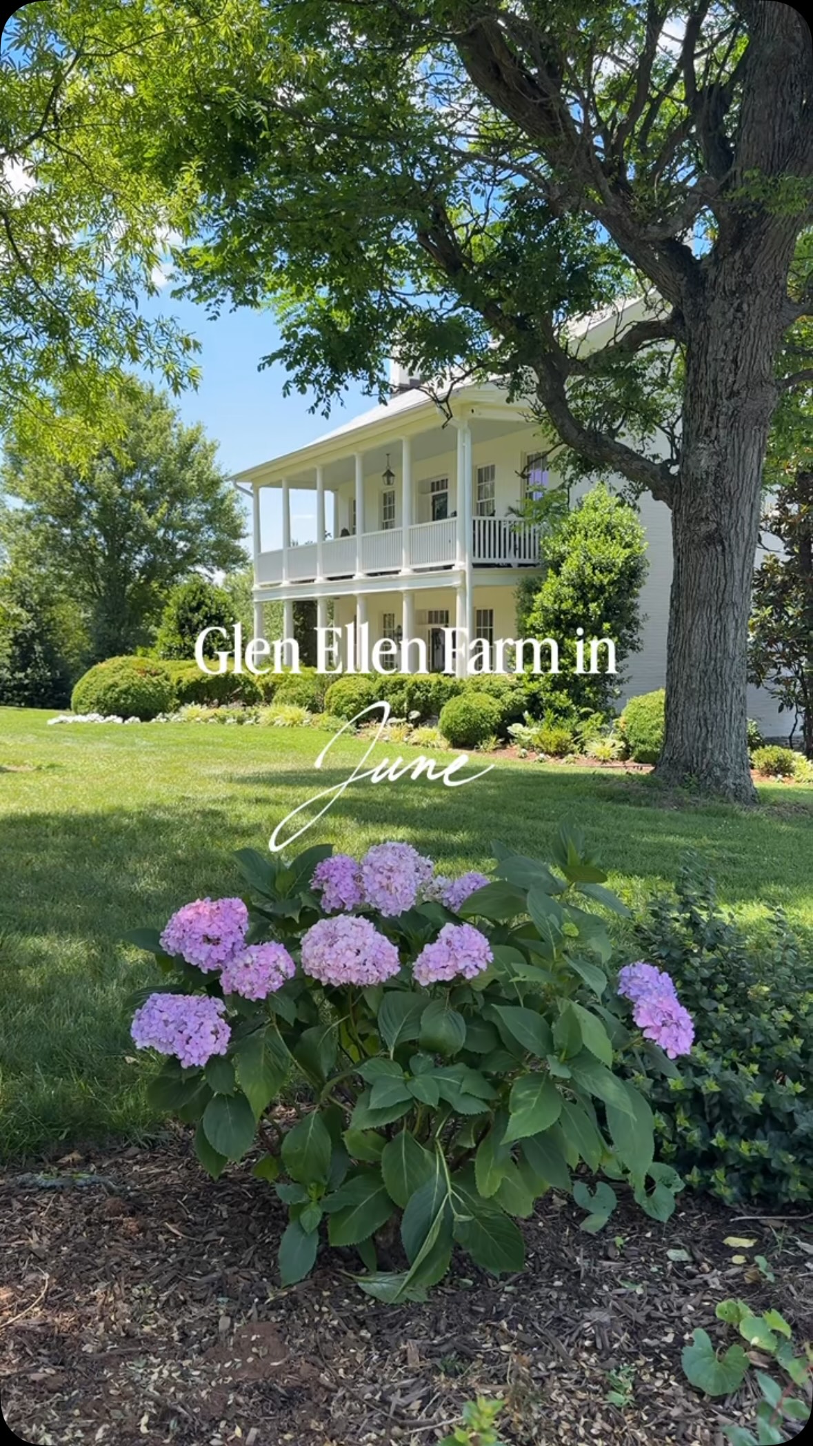 Glen Ellen Farm in June 🤍 Blooming and full of whimsy… Ready for your fairytale.