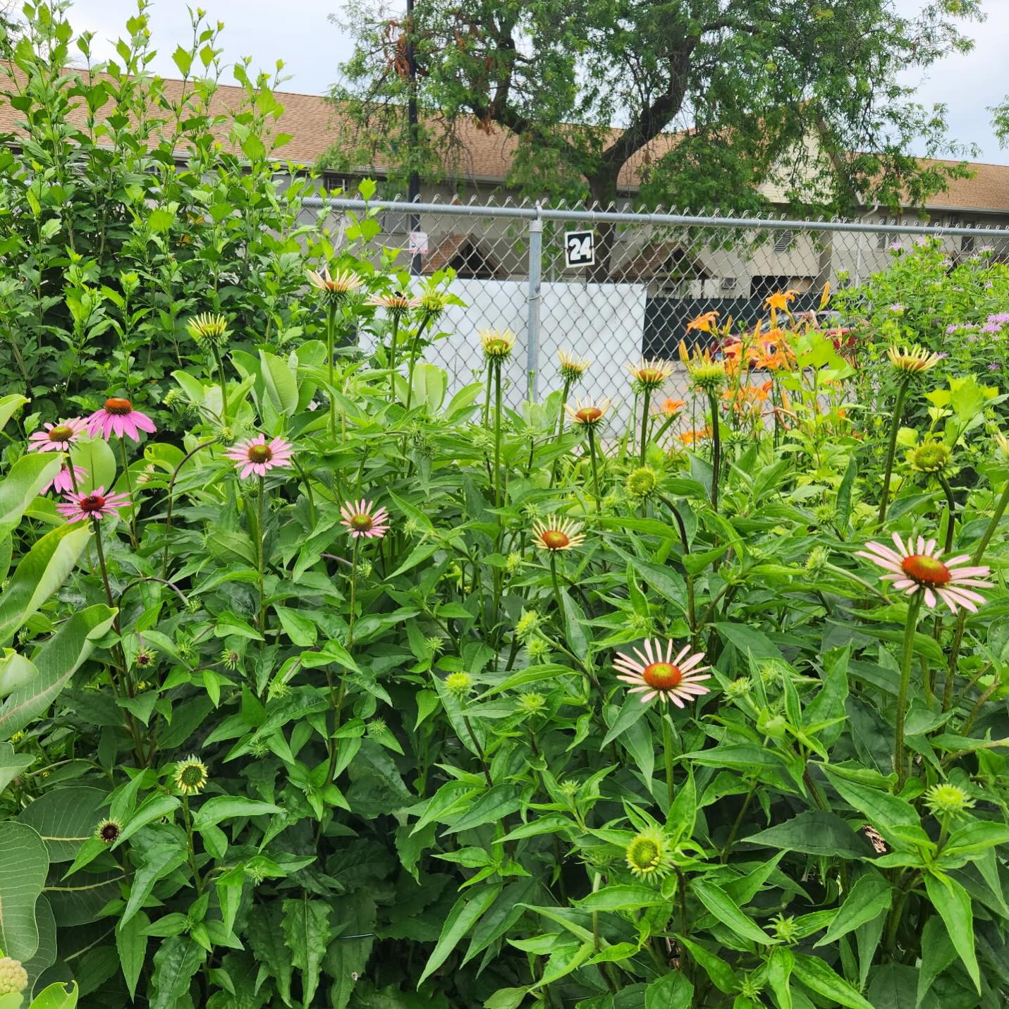 New bloom alert for our Coneflowers #urbangardener