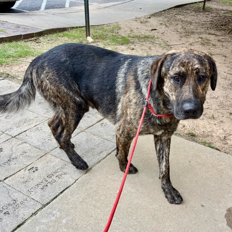 📣📣ATTENTION BIG DOG LOVERS!
Punchin is an extra large, extra special boy waiting on his forever home.
He’s listed as a 2-year-old Mastiff/Shepherd mix.
Punchin is the gentlest of gentle giants, and is so calm. ❤️
He does well with dogs, cats, and children. He is super sweet and does well on a leash. All this baby wants is to be close to you. Can he come home with you?
He’s always wagging his tail and happy
to be with you. 🥹
Previously kept outside, he’s a fast learner and would love to be an inside member of the family.
He comes with a free training session from Carrie Curtis Kessler.
Meet him at 4500 Kramer Street in Little Rock, Tuesday-Saturday, 10:30-5.
🚨The Little Rock Animal Village will close early Friday 7/3 and be closed 4th of July! 🚨