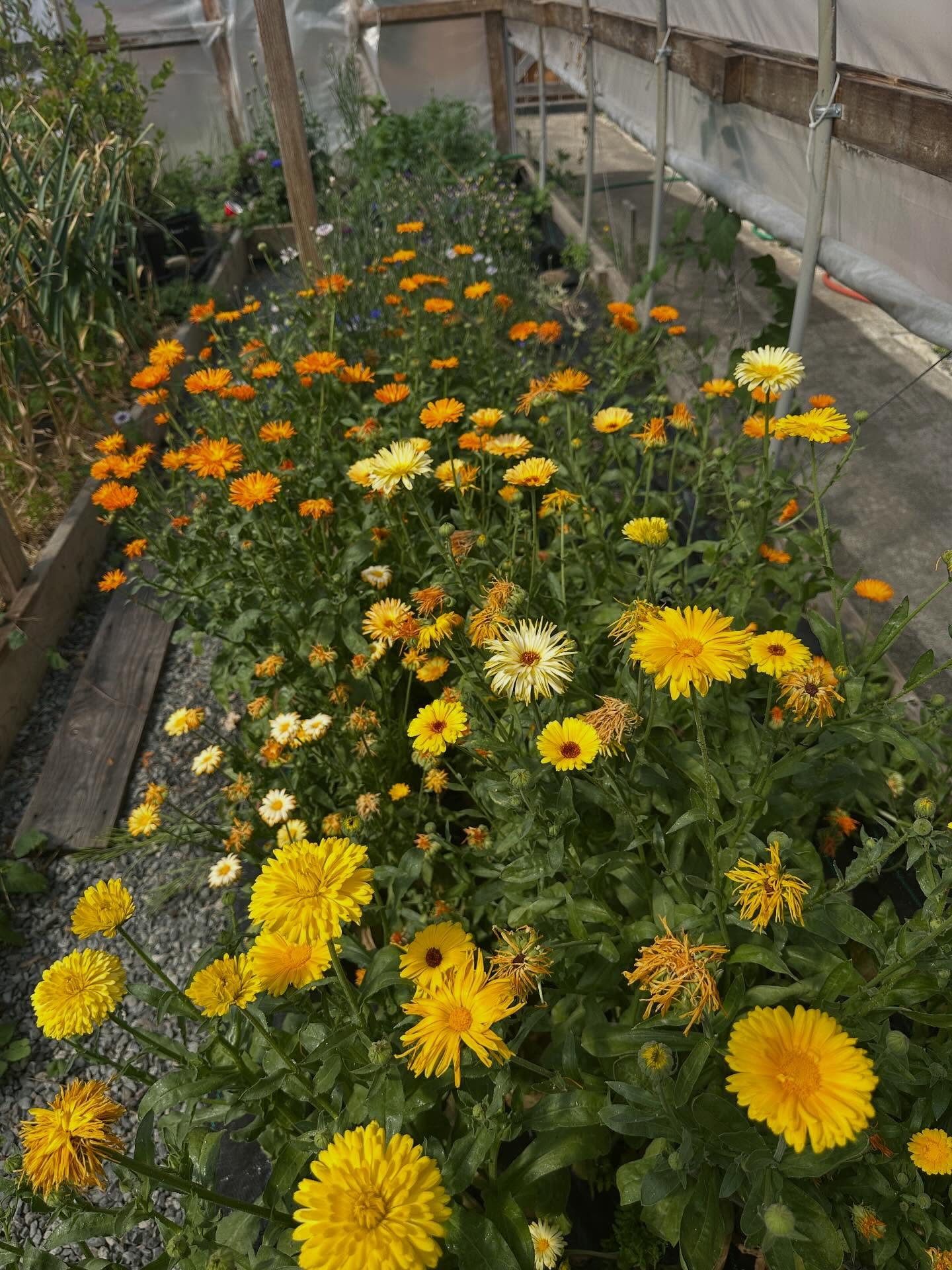 Planted these edible flowers from seed many months ago. And finally we have abundance. 🌼
🌱
🌱
🌱
#edibleflowers