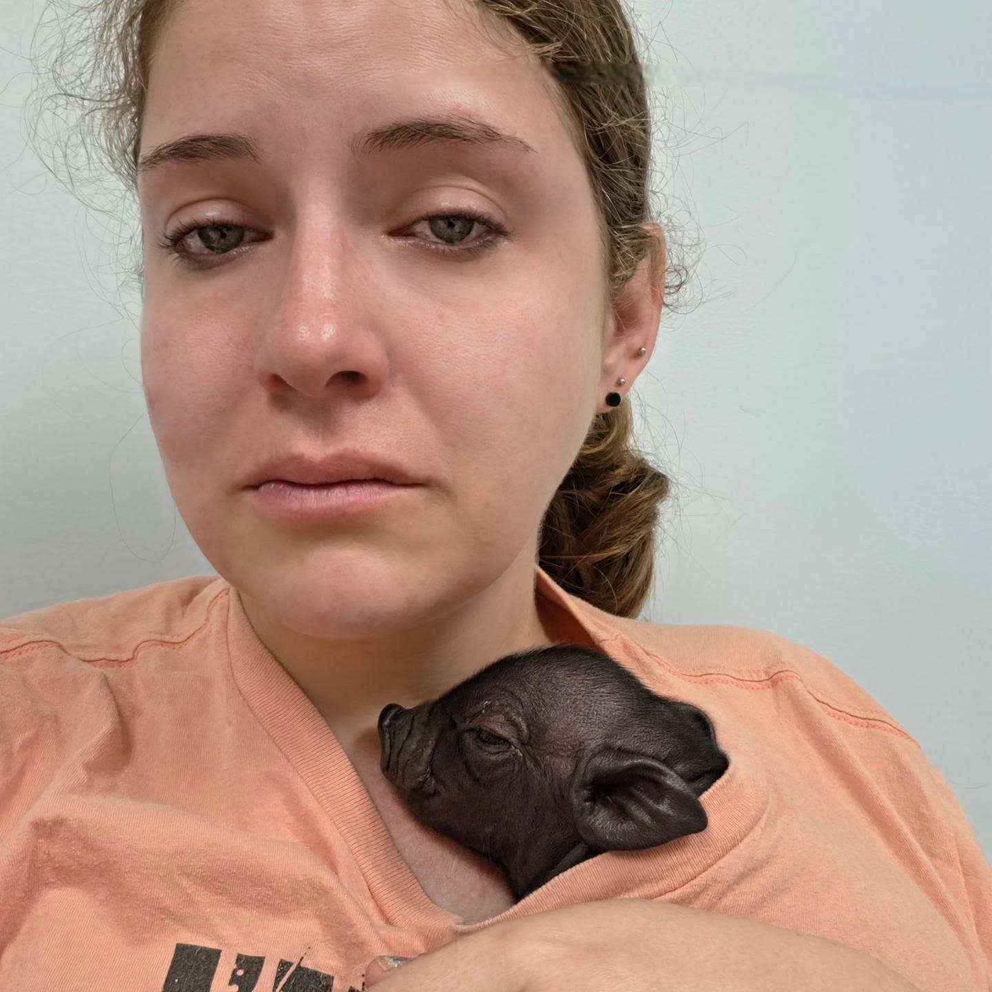I am so tired. I knew taking on this hoarding case would be a lot. But I also knew that I would be able to give each pig the best chance for a good future. Grass, food, security, medical care, and peace. I knew I had a community of support from our volunteers, fosters, and donors. The pigs were finally out of the hoarder's disgusting home. They were finally safe.
But I wasn't ready to handle ongoing effects of their neglect.
There are almost 2 dozen adults that might be pregnant, with us and other fosters. It is not safe or feasible to spay so we have been carefully watching each girl. Geez Louise needed a c-section 2 weeks ago after she wasn't able to give birth to any of her 6 babies. They are all doing well now.
This week, we placed a girl (to be named) in quarantine when she developed a milk line. After a week with no change, she gave birth to four babies, including one that got stuck and passed. Last night, I discovered two of the surviving babies were born without anuses. Atresia Ani. Unfortunately, multiple vets confirmed that surgery had a very high failure rate and, on a weekend, the kindest option was to help them pass.
I cried and cried and cried.
I have never had to help one of my pigs pass, even after 9 years in rescue. The surviving brother, here, will come home with me. He has a cough so we will be treating it with antibiotics from the vet. Momma is doing okay but is still laboring, likely with more babies that have likely passed. Our vets will perform a spay and c-section first thing Monday. We will provide her supportive care until then.
I can only imagine how many pregnant pigs suffered and died in the hoarder's care. So many are inbred. Smaller girls bred by larger boys. Shame on her for letting these pigs suffer. Shame on her for making other people clean up her mess.
Donate: bit.ly/supportPSR