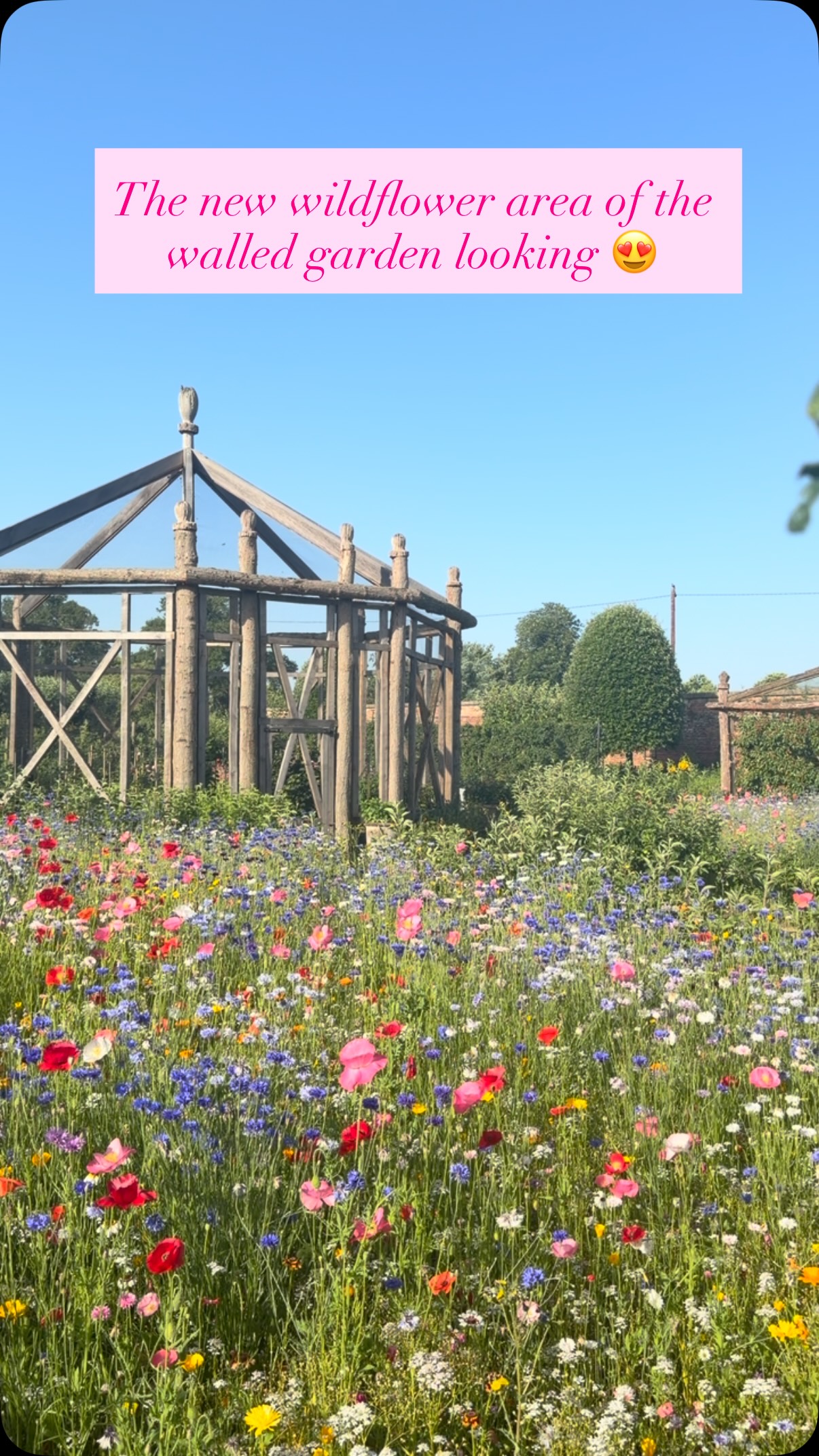 The wildflower mix came from @meadowmania.co.uk and is a real spectacle !