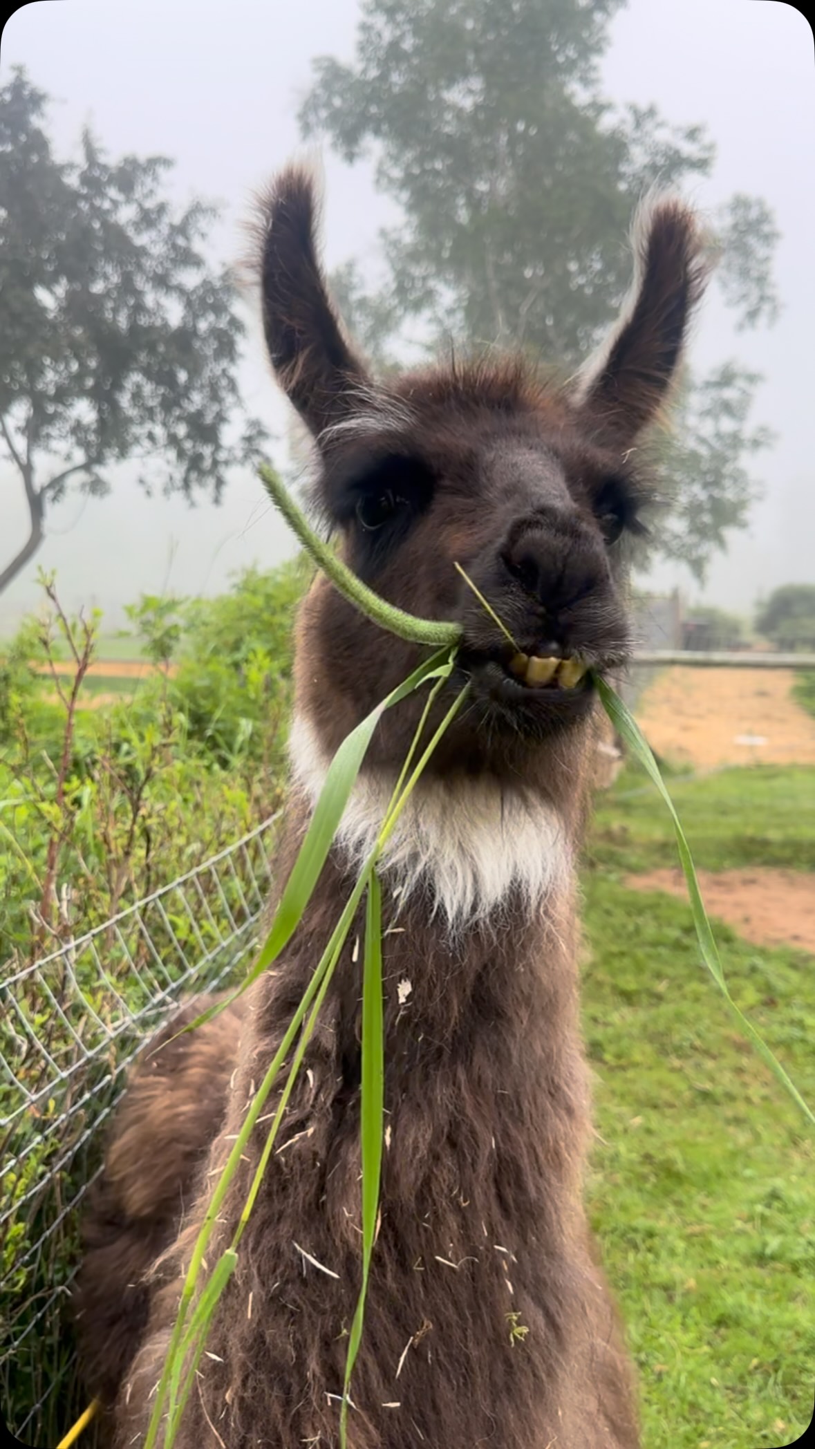 Sound on. Tina’s grass-eating ASMR is exactly what your day needed.
#farmsanctuary #rescue #bekindtoallkinds #llama #asmr