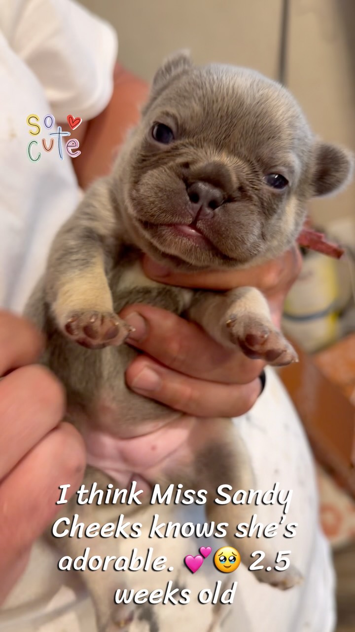 🩷🐿️ Sandy Cheeks reporting for duty! 🐿️🩷
2.5 weeks old and already choosing playtime over nap time. This girl is full of curiosity, confidence, and personality! 💕🐾
#SandyCheeks #BikiniBottomLitter #FrenchieBaby #WatersEdgeFrenchBulldogs #PuppyPersonality 🫧🩷🐾