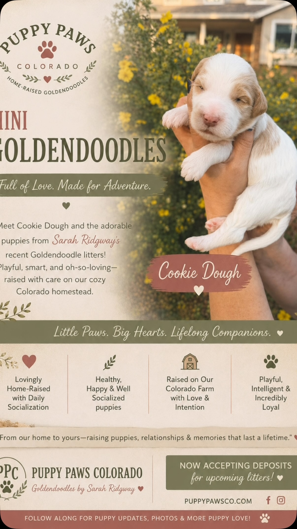 Meet Cookie Dough! He’s a Parti Mini Goldendoodle! ❤️#puppies #puppypawscolorado #goldendoodle #doodlepuppy