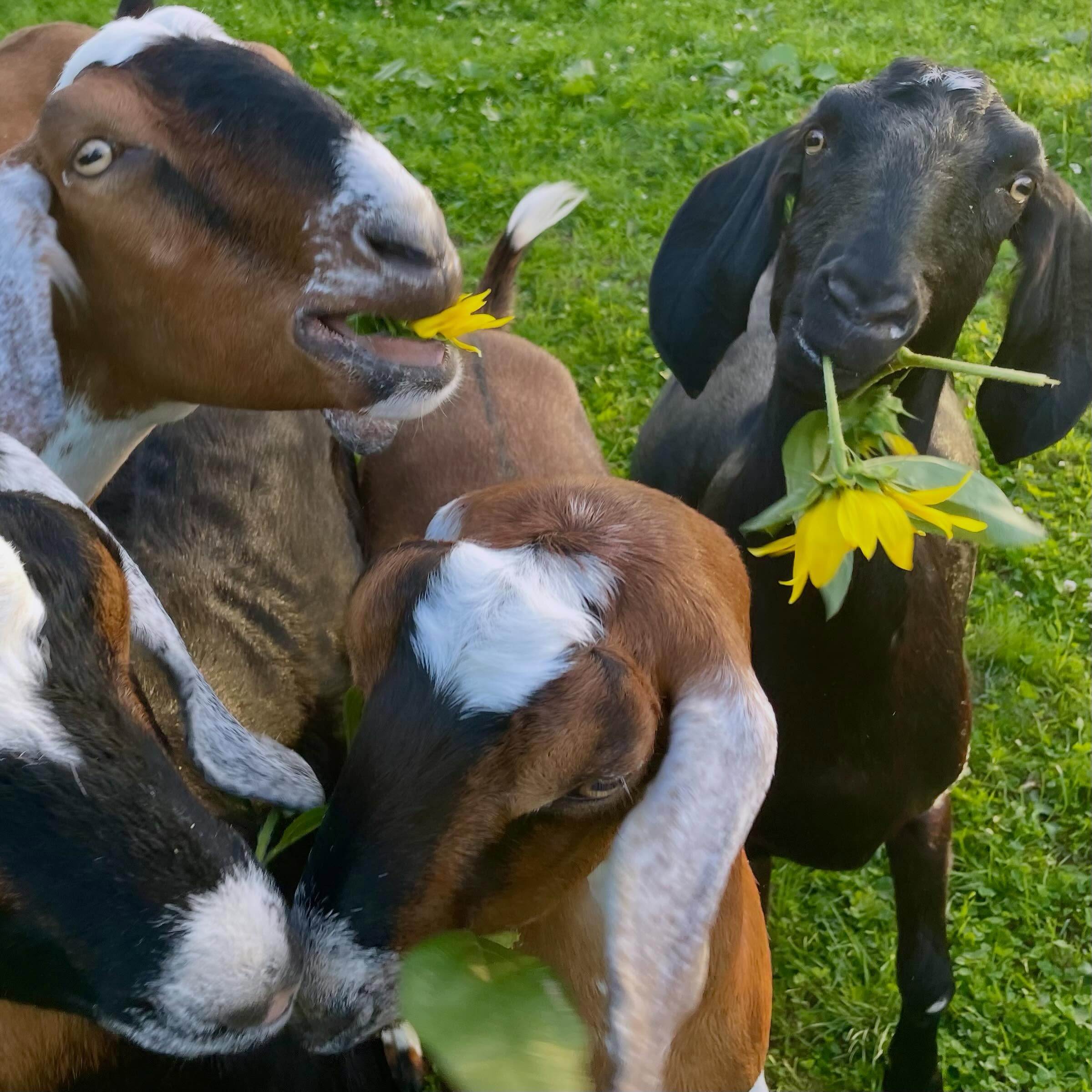 To the goats, flowers are a snack. To the rest of us, they’re something to enjoy.
Treat yourself (or someone you love) to a flower subscription from @twobirdsonestonefarm. Fresh, locally grown blooms delivered to your door without any goat nibble marks.
Bid today before our online auction closes tomorrow, June 30 at 9 PM!
🌻 www.32auctions.com/lailo
#TwoBirdsOneStoneFarm #LocalFlowers #FlowerSubscription #SupportLocal #FundraisingAuction