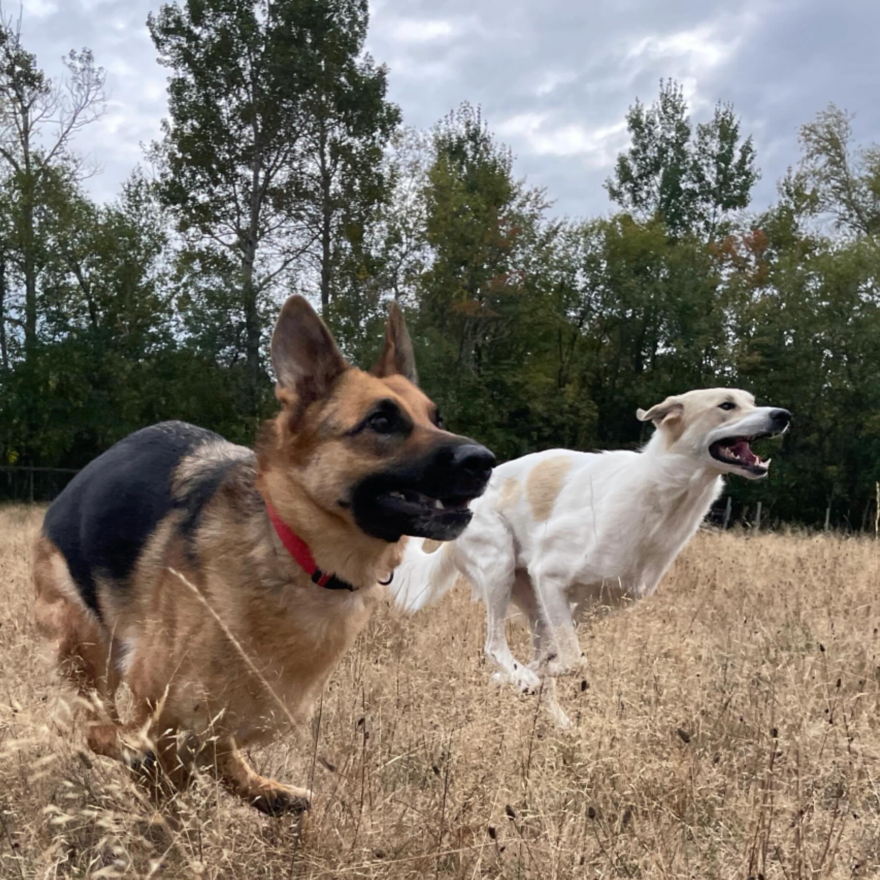Time is running out and Cleo and Loki are making sure no one misses the finish line!
Our online auction fundraiser closes tomorrow, June 30 at 9 PM, and these pet-friendly items are waiting for more bids:
🐶 Three days of doggy daycare from @pampered_paws_inn
🐴 Two bottles of Camelina Oil from @smartearthcamelina
🐔 Two gift cards to @feedsneeds Port Williams
Every bid helps provide food, shelter, and veterinary care for the rescued animals who call our sanctuary home.
Auction link in bio.