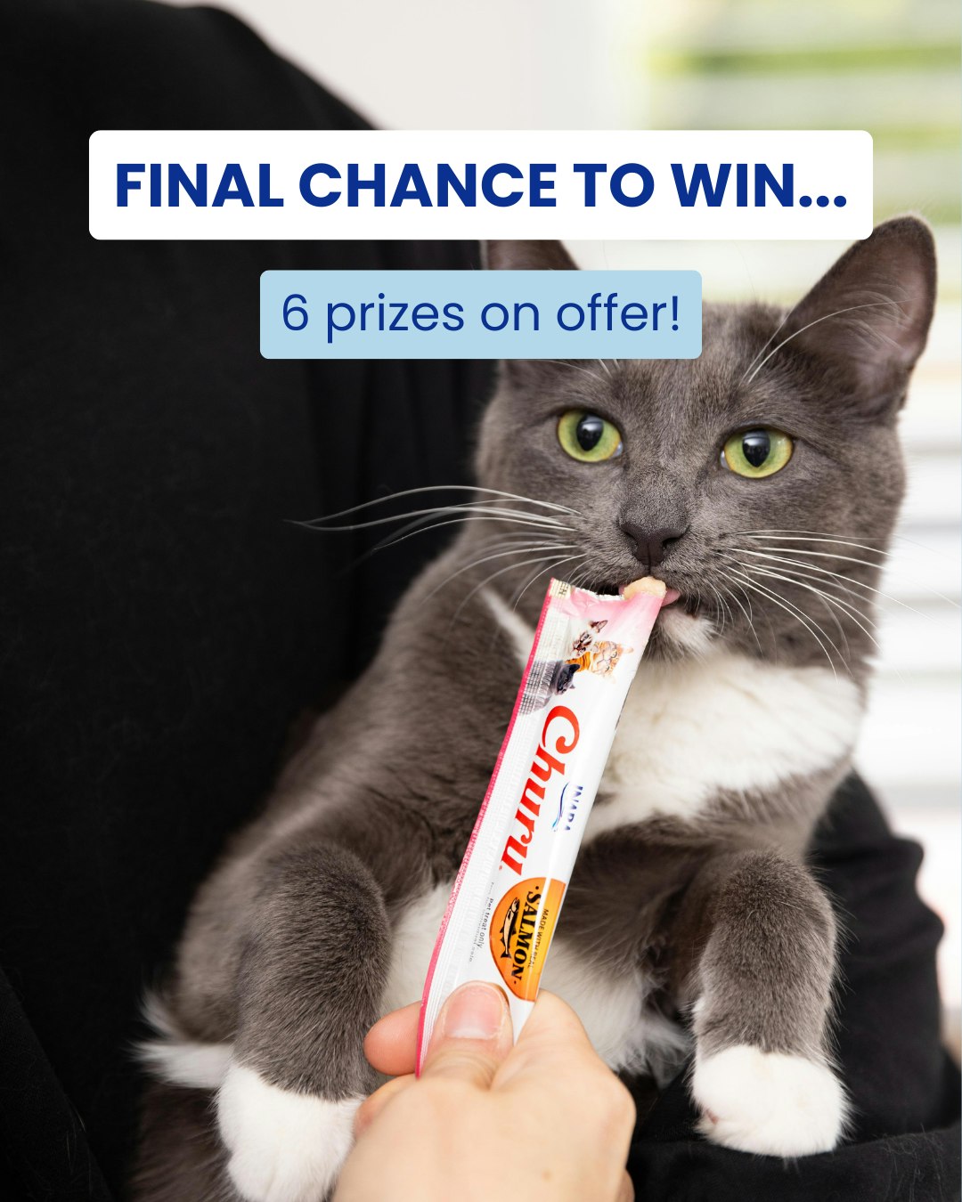 FINAL CHANCE TO WIN 🏃♀️
Our giveaway is ending soon... and you don't want to miss this one!
What's on offer?
▪️ 1 x 120 pack of Churu
▪️ An automatic pet feeder WITH a camera (RRP $419)
PLUS, 5 winners will also receive a 120 Pack of Churu each!
Make sure you're following us and tag a friend in the comments on our pinned post!
Competition closes on Tuesday 30th of June at 11:59pm.
T&Cs apply. Must be an Australian or New Zealand resident to enter. The winner will be contacted via DM; ensure privacy settings allow for this, or another winner will be selected. If the prize is not claimed within 24 hours, an alternate winner will be selected. Winner may receive Churu Tuna Variety 120 pack or Churu Chicken Variety 120 pack depending on availability.