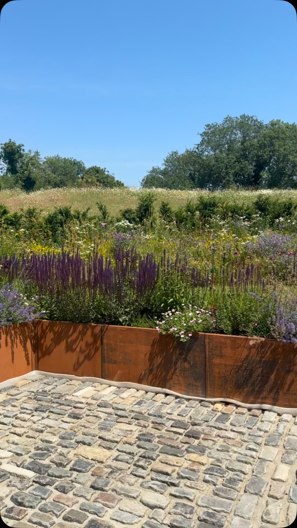Barn Garden looking lovely in the sunshine 🌿