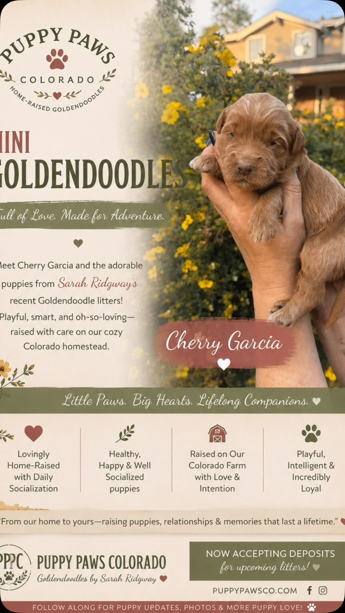 The only little girl! Sweet Cherry Garcia! #goldendoodle #puppies #puppy #puppypawscolorado #doodlepuppy