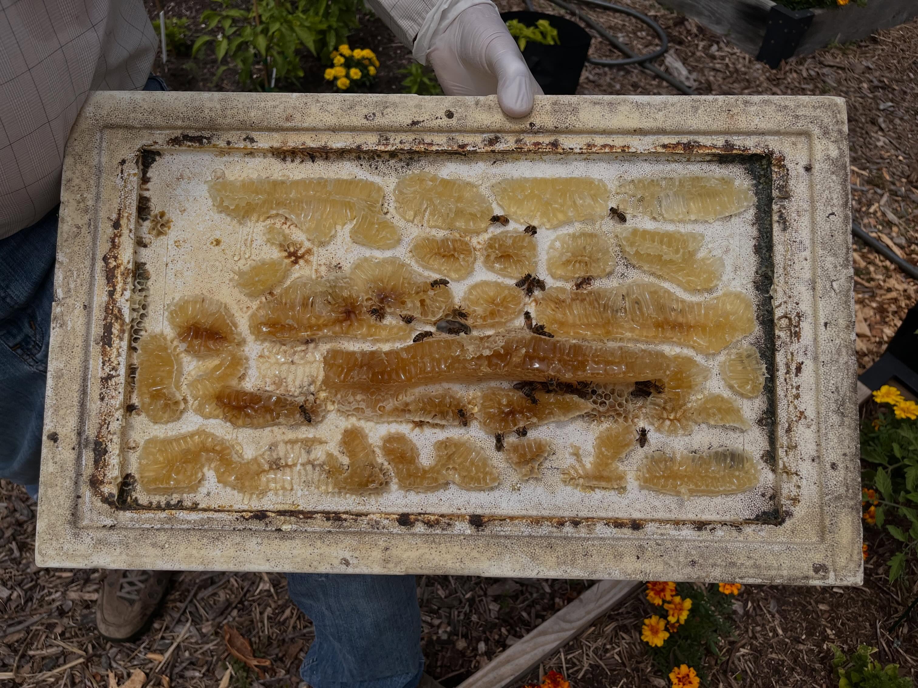 ššÆ #urbanbeekeeping