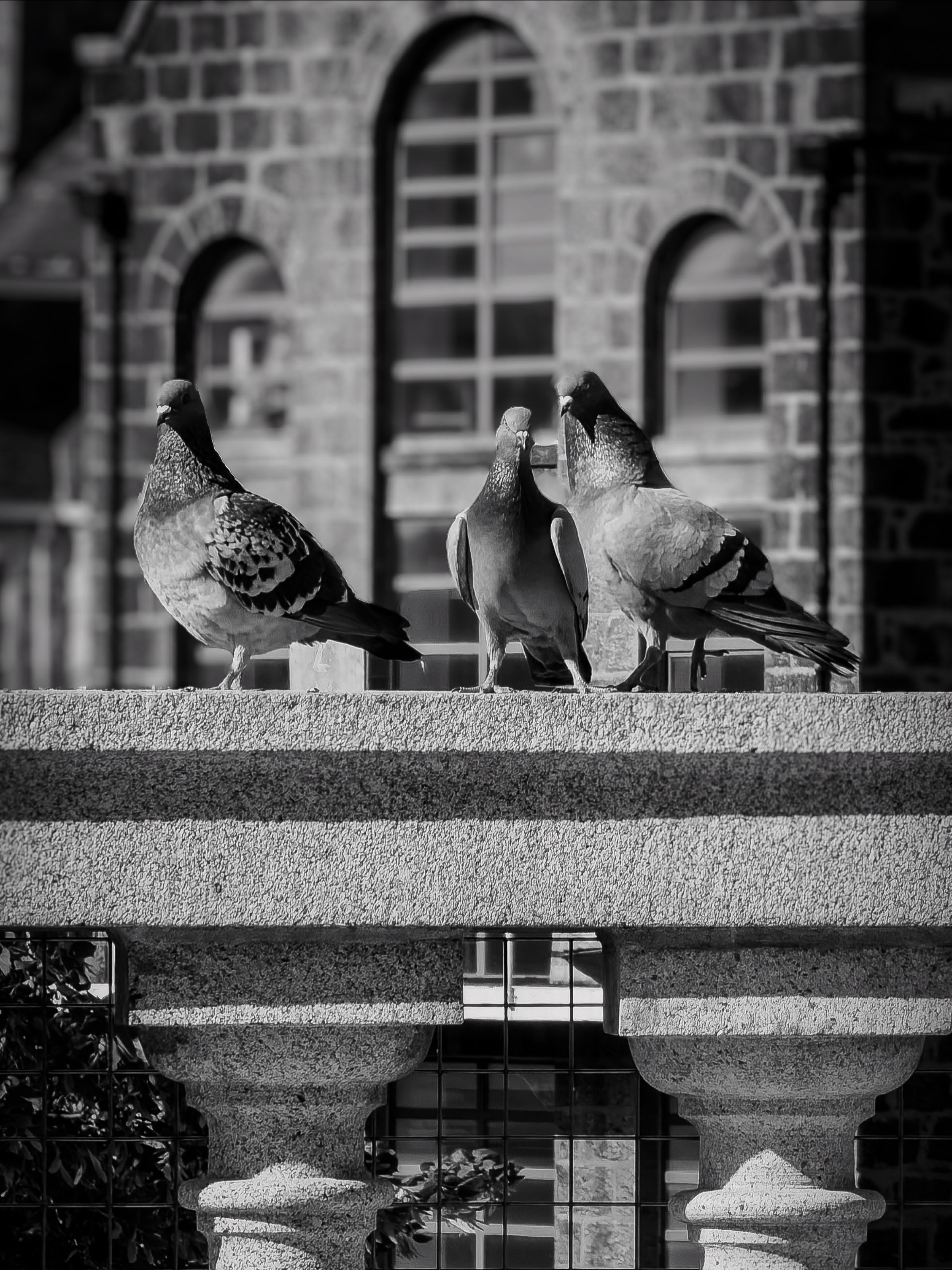City Pidgeons | Aberdeen #blackandwhitephotography #blackandwhite #urbanphotography #pigeon #aberdeen