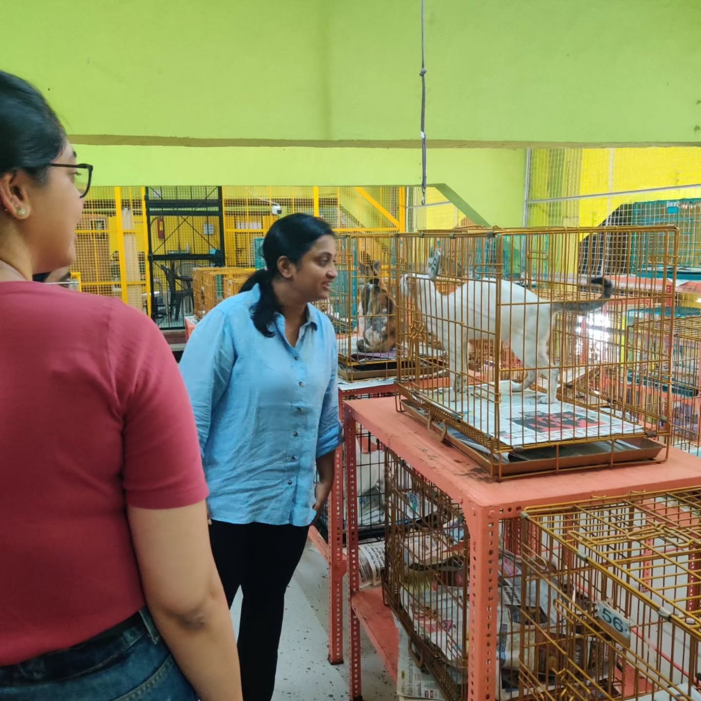 On 10th June, the Upadhyaya Foundation team visited the Welfare of Stray Dogs (WSD) centre in Sewri, Mumbai. WSD is a vibrant space built on care, commitment, and community.
With the capacity to care for around 150 dogs at a time, the centre provides treatment, rehabilitation, and a safe environment for animals in need. What stood out was the incredible dedication of WSD's long-standing volunteers, many of whom return regularly to spend time with the dogs, enriching their lives through companionship and care. Their OPD for dogs and cats is also open to everyone, ensuring that community animals have access to timely veterinary care.
WSD advocates for the adoption of Indie dogs, proving that every animal deserves a loving home. If you've ever considered welcoming a furry companion into your family, this is a wonderful place to begin your adoption journey.
We also learned about the organization's strong volunteer culture, with many individuals choosing to support WSD over the long term. Their commitment is a testament to the trust and sense of community the organisation has built over the years.
Learn more about their work: https://www.wsdindia.org/
#AnimalWelfare #AdoptDontShop #IndieDogs #Philanthropy #UpadhyayaFoundation