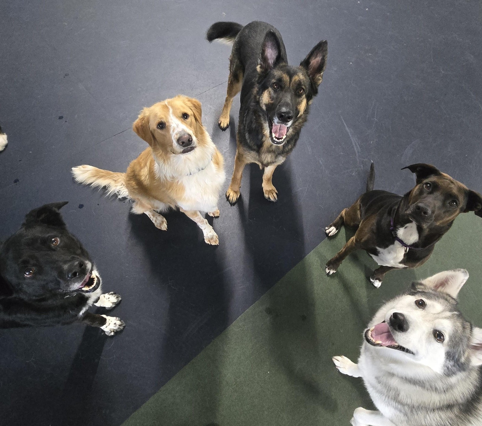 The dogs brought the good energy. We brought snacks. Teamwork.