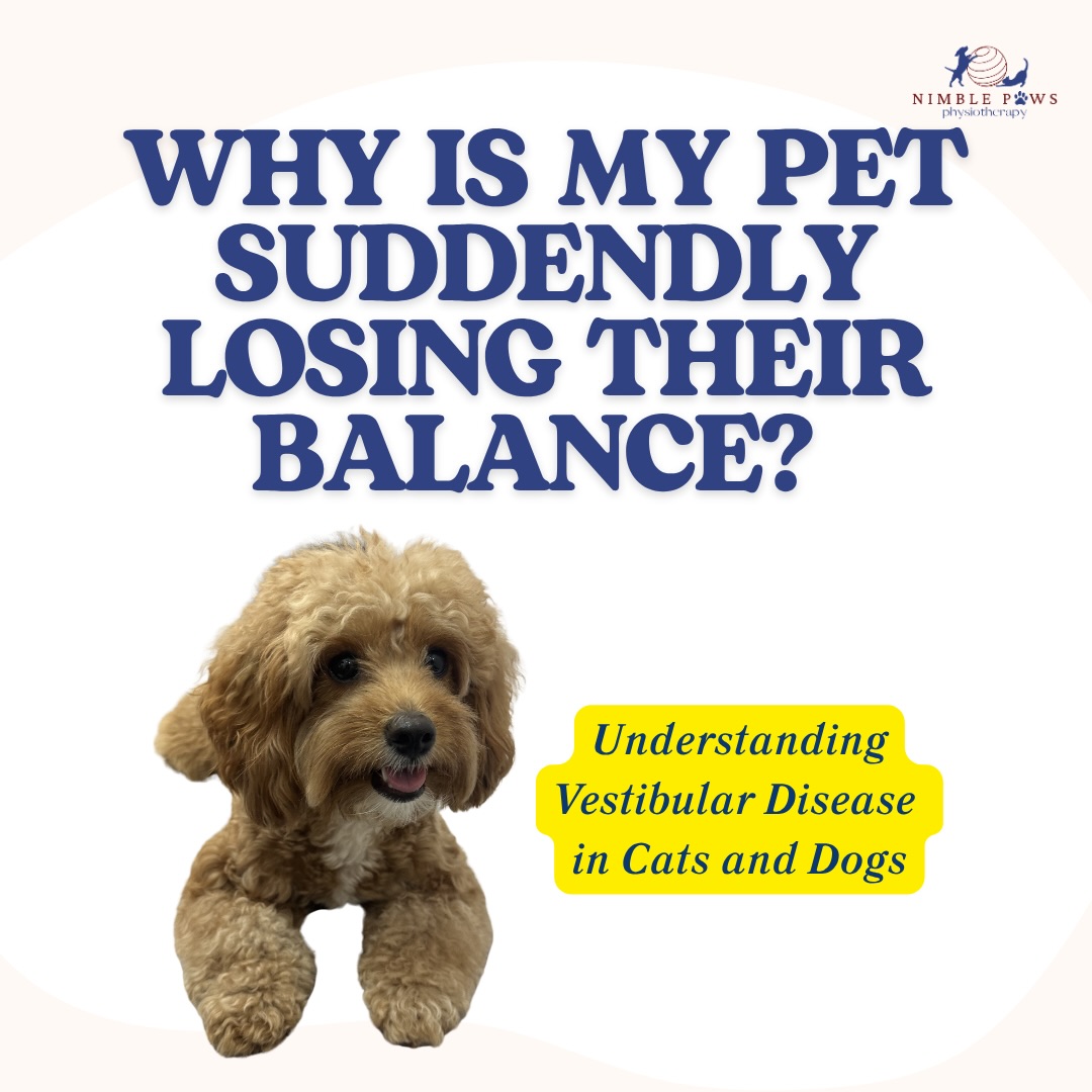 Ever seen a pet suddenly walking like they’re drunk?
A head tilt, stumbling, circling or falling over can be alarming to witness.
While there are several possible causes,
one common cause, particularly in older pets,
is vestibular disease.
You can think of it as being somewhat similar to vertigo in people, where the body’s balance system is affected.
The good news is that many pets begin improving within days.
Alongside veterinary care,
vestibular rehabilitation may help support their return to normal function through vestibular-specific assessment,
treatment manoeuvres where appropriate,
and targeted rehabilitation.
📖 Read more in our latest blog via the link in our bio.
💬 Keen to learn more about vestibular rehabilitation or wondering whether your pet may be suitable? Drop us a DM!
#nimblepaws #movementmatters #caninerehab #dogphysio #sgdogs