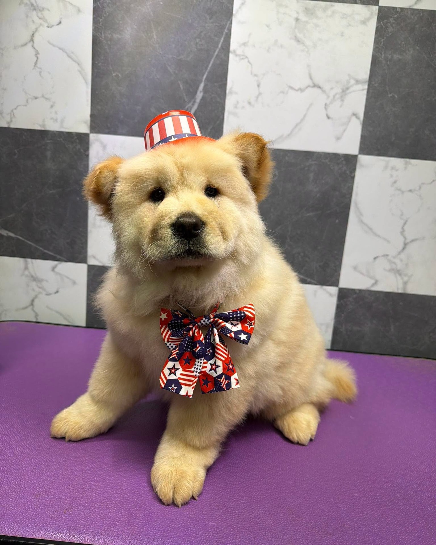 Who can resist an adorable puppy, especially with a July 4th hat and bow! This baby was groomed by Randa!