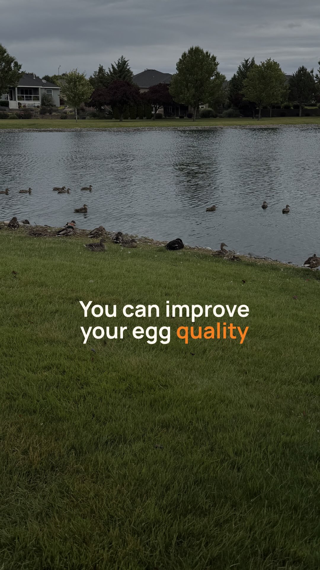 Your egg quality is not a fixed number and it’s not necessarily declining with age. And if someone told you that you can’t do anything about it, they have outdated information.
Here’s what the research actually shows. 👇
Your eggs spend roughly 90 days maturing before ovulation. That 90-day window is key! ✨
The environment those eggs develop in, your nutrition, your mitochondrial health, your inflammation levels, your sleep, your stress, all of it matters and affects quality!
CoQ10 is one of the most studied nutrients for oocyte health.
Omega-3 fatty acids have been linked to better oocyte maturation, reduced ovarian oxidative stress, and improved spindle integrity, which is the structure that controls how chromosomes divide during fertilization.
Myo-inositol improved mature egg rates and fertilization rates in a 2025 meta-analysis of 11 studies, particularly in women with PMOS (formerly known as PCOS).
DHEA has shown improvements in day 3 embryo yield and top-quality embryos, particularly in women with diminished ovarian reserve.
This is just the research behind improving egg quality. None of it replaces a full picture of your hormone health, your cycle patterns, and your labs. But it does mean that what you do in the next 90 days matters more than you think 👏
Follow @squareone.health for all things fertility and women’s health 🤍✨