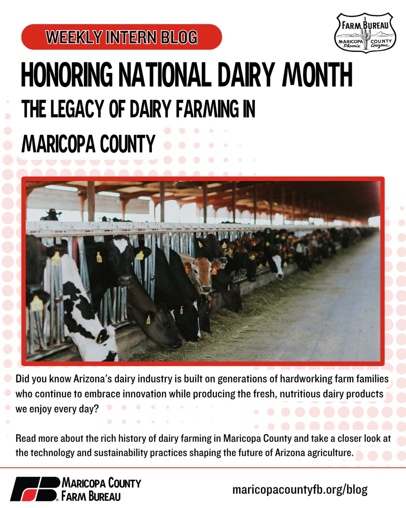 Did you know Arizona’s dairy industry is built on generations of hardworking farm families who continue to embrace innovation while producing the fresh, nutritious dairy products we enjoy every day? 🐄
This week’s intern blog explores the rich history of dairy farming in Maricopa County, highlights local family-owned operations like Saddle Mountain Farms and Stotz Dairy, and takes a closer look at the technology and sustainability practices shaping the future of Arizona agriculture.
From caring for their cows to conserving natural resources, Arizona dairy farmers are working every day to nourish our communities while preserving a proud agricultural legacy.
Click the link in our bio to read the full story! 🔗