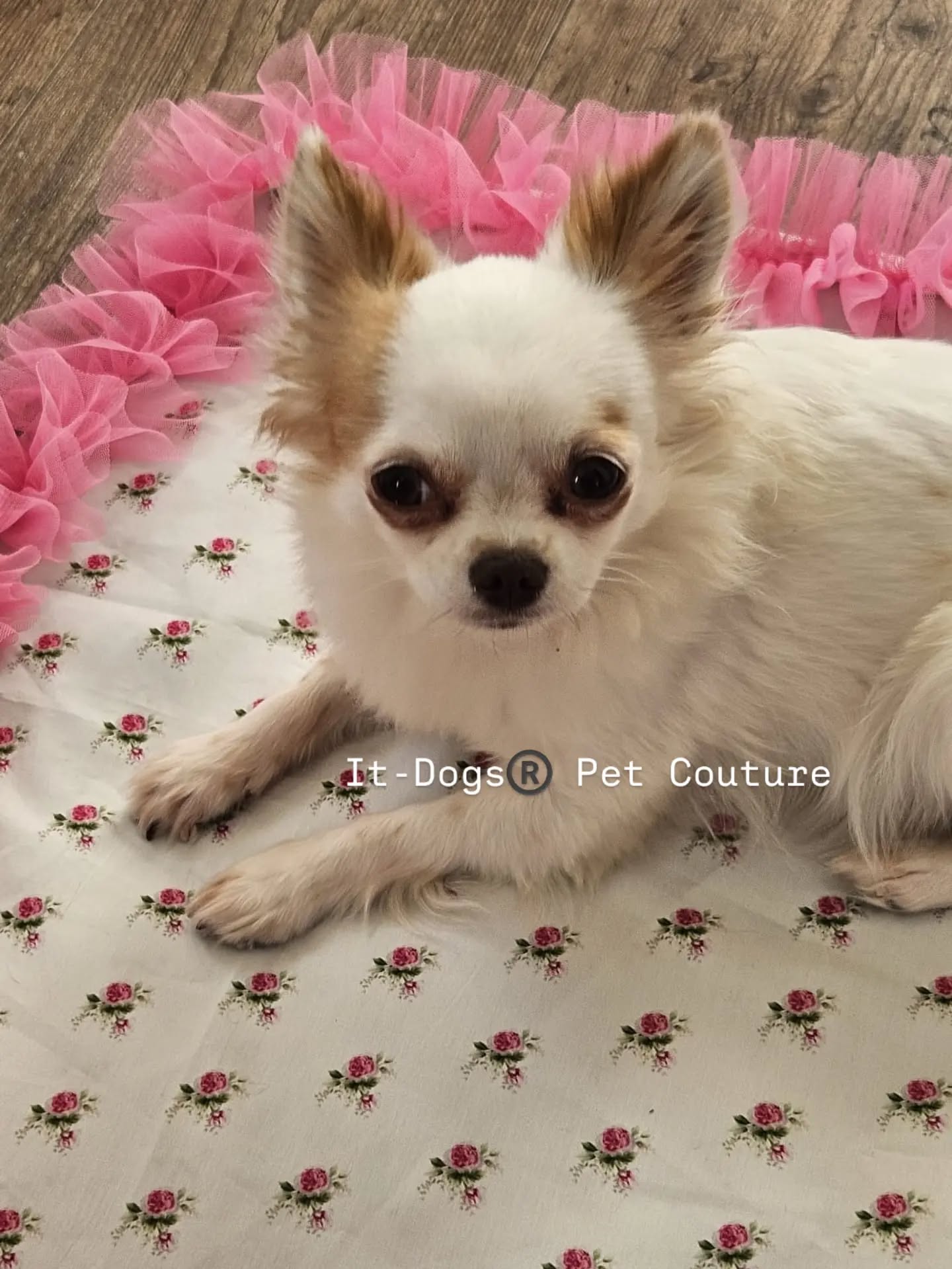 The best nap ever on the best mat ever 🩷
Email info.itdogs@gmail.com
Instagram @itdogsofficial
Wechat itdogsofficial
Xiaohongshu itdogs itdogsofficial
❤️🇮🇹
#itdogs #madeinitaly #dog #dogshop #petshop
Dog Pet style italianstyle shopping shop