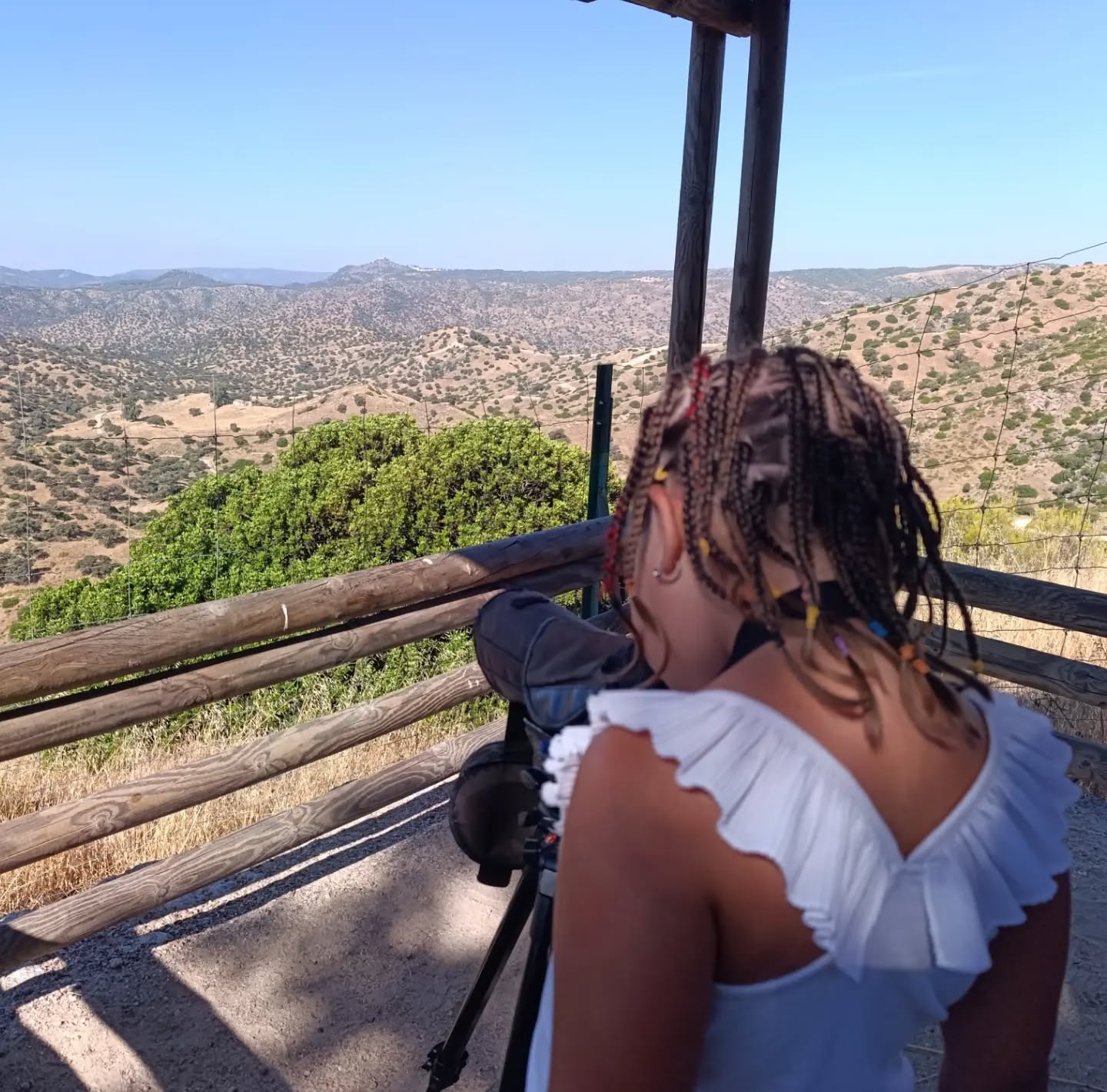 🇪🇸 ¡De Italia 🇮🇹 a la Sierra de Andújar!
Hoy, Nera, de 8 años, ha venido junto a su familia a vivir la aventura de nuestro #safari.
Y aunque el lince ibérico no se dejó ver, la naturaleza nos ha regalado una mañana absolutamente maravillosa en cuanto a avistamientos. 🦌🦅
A través de nuestros prismáticos y telescopio hemos visto aves rapaces como el búho real, el mochuelo europeo, el buitre leonado o la culebrera europea (¡con una culebra en el pico!), además de mamíferos como ciervos, gamos, muflones, liebre ibérica, o conejo de monte, el alimento preferido del lince ibérico.
En la imagen, Nera observa por el telescopio dos pollos de águila imperial ibérica que aún permanecen en el nido, todo un privilegio suponiendo que es una de las aves amenazadas de la Península Ibérica.
Ver la ilusión de Nera mientras observaba animales en libertad nos recuerda el motivo por el que estamos aquí y por qué amamos tanto nuestro trabajo.
¡Gracias por vuestra visita! ❤️
🇬🇧 From Italy 🇮🇹 to the Sierra de Andújar!
Today, 8-year-old Nera, along with her family, came all the way to experience the adventure of our #safari. And although the Iberian lynx decided to stay hidden, nature gifted us an absolutely wonderful morning filled with amazing wildlife sightings! 🦌🦅
Through our binoculars and telescope, we spotted birds of prey like the Eurasian eagle-owl, the little owl, the griffon vulture, and the Short-toed snake eagle (carrying a snake in its beak! 🐍). We also encountered mammals such as red deer, fallow deer, mouflon, the Iberian hare, and the European rabbit, the favorite prey of the Iberian lynx.
In the photo, Nera is looking through the telescope at two Spanish imperial eagle chicks still in their nest. This was a true privilege, considering it is one of the most endangered birds of prey on the Iberian Peninsula.
Seeing the excitement in Nera's eyes as she watched wildlife roaming completely free reminds us exactly why we are here and why we love our job so much.
Thanks for your visit! ❤️