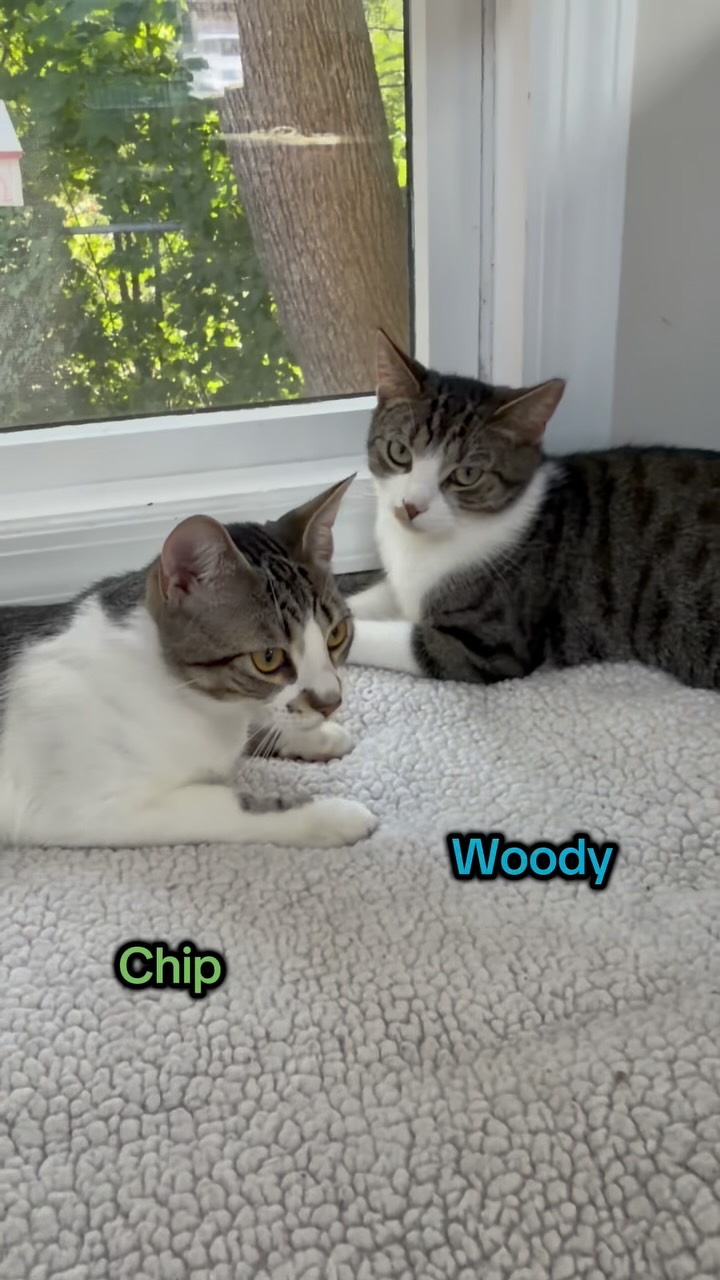 How to tell Chip and Woody apart - Chip is lighter, with big round eyes and more coloring around his nose, while Woody is darker and has more tabby markings!
#animalsindistressnj #adoptablecats #cats #mercercountynj #adoptme