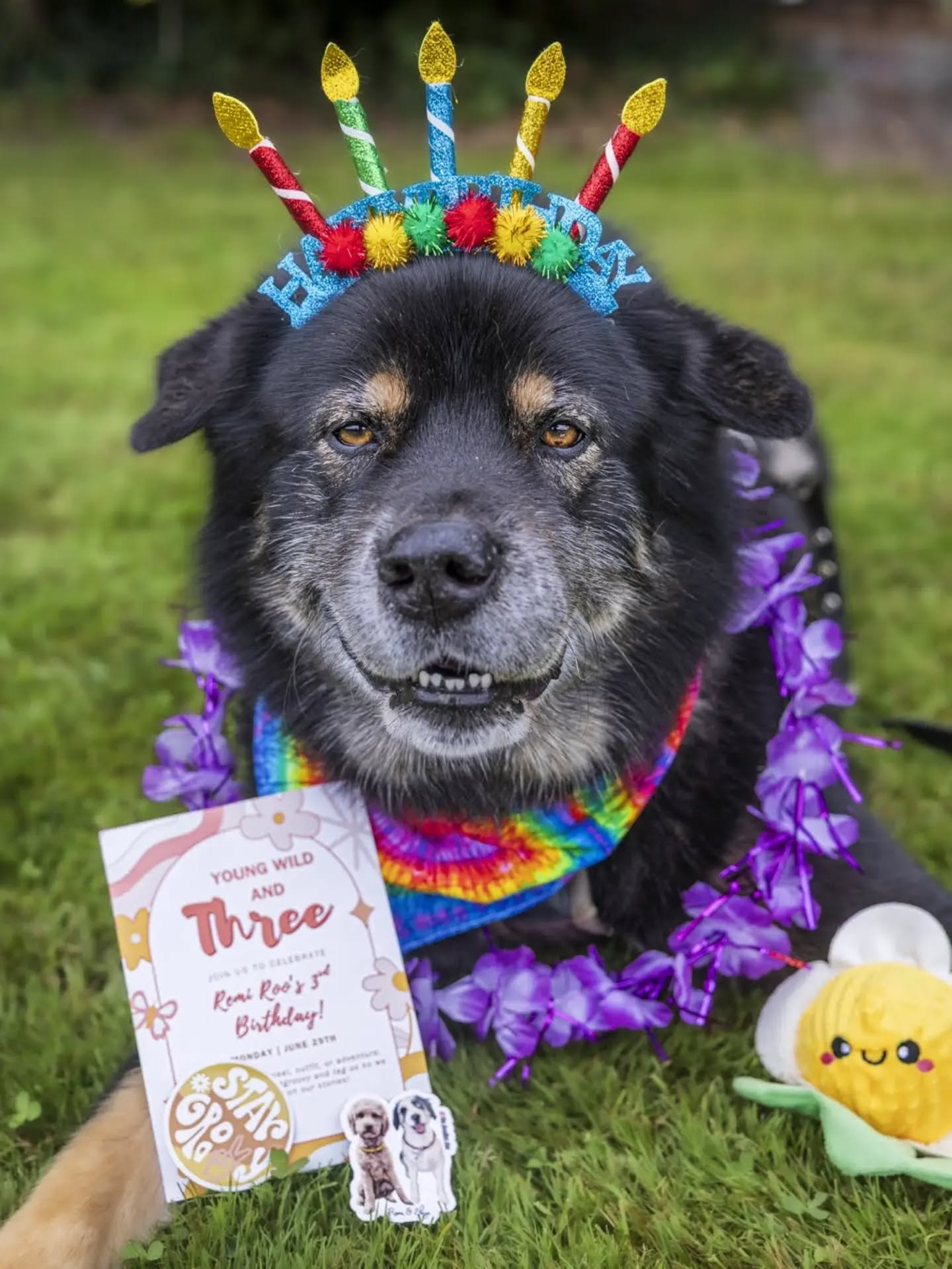 Today I'm decked out in my grooviest gear to celebrate my sweet fren Remi Roo's third birthday! She's the cutie on the left in my sticker here. ððĨģðð Remi you are such a special and loved pup - I wish I could be there to celebrate with you in furson! I hope you are getting so spoiled today with all the treats and love and attention a pup could ever have! Thank you so much for letting me join in on your virtual pawrty! âĪïļ
If you haven't already, please go give Remi (and her equally adorable siblings) a follow at @the.doodles.duo - and wish her a very happy birthday! Here's hoping 3 is the best year yet!
#remisfeelinggroovy #youngwildandthree