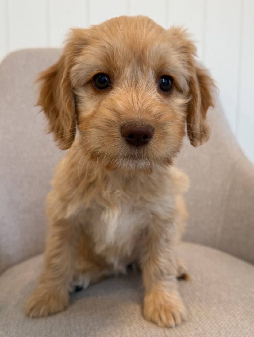 Oppdatert pr. 26.06: jenta har nå fått seg en fantastisk familie🥰🐶
✨ Nydelig gylden jente søker sitt nye hjem ✨
Denne nydelige jenta fra Wilma & Tazar er nå klar for å flytte til sin egen familie. 💛
🐾 Født 20. april
🐾 Forventes å bli mini-størrelse
🐾 Trygg, aktiv og robust
🐾 Fantastisk gemytt og enkel å håndtere
🐾 Leveringsklar nå
Hun er en herlig liten valp med masse kjærlighet å gi, og vi ser etter et trygt og kjærlig hjem hvor hun kan få være en del av familien. 🏡✨
Ta gjerne kontakt ved interesse eller for mer informasjon. Del gjerne innlegget slik at denne skjønne jenta finner sitt perfekte hjem! 💛🐶
Er du på jakt etter en trofast bestevenn? Send oss gjerne en melding for mer informasjon. 💌
Du kan også nå oss her:
📧mail@drobakhundehotell.no
📧thomas@drobakhundehotell.no
📧post@kennelnor.no
📞Laugi: +47 46 86 20 78
📞Thomas: +47 41 44 46 45
Telefontid: man-tor kl. 10-16.