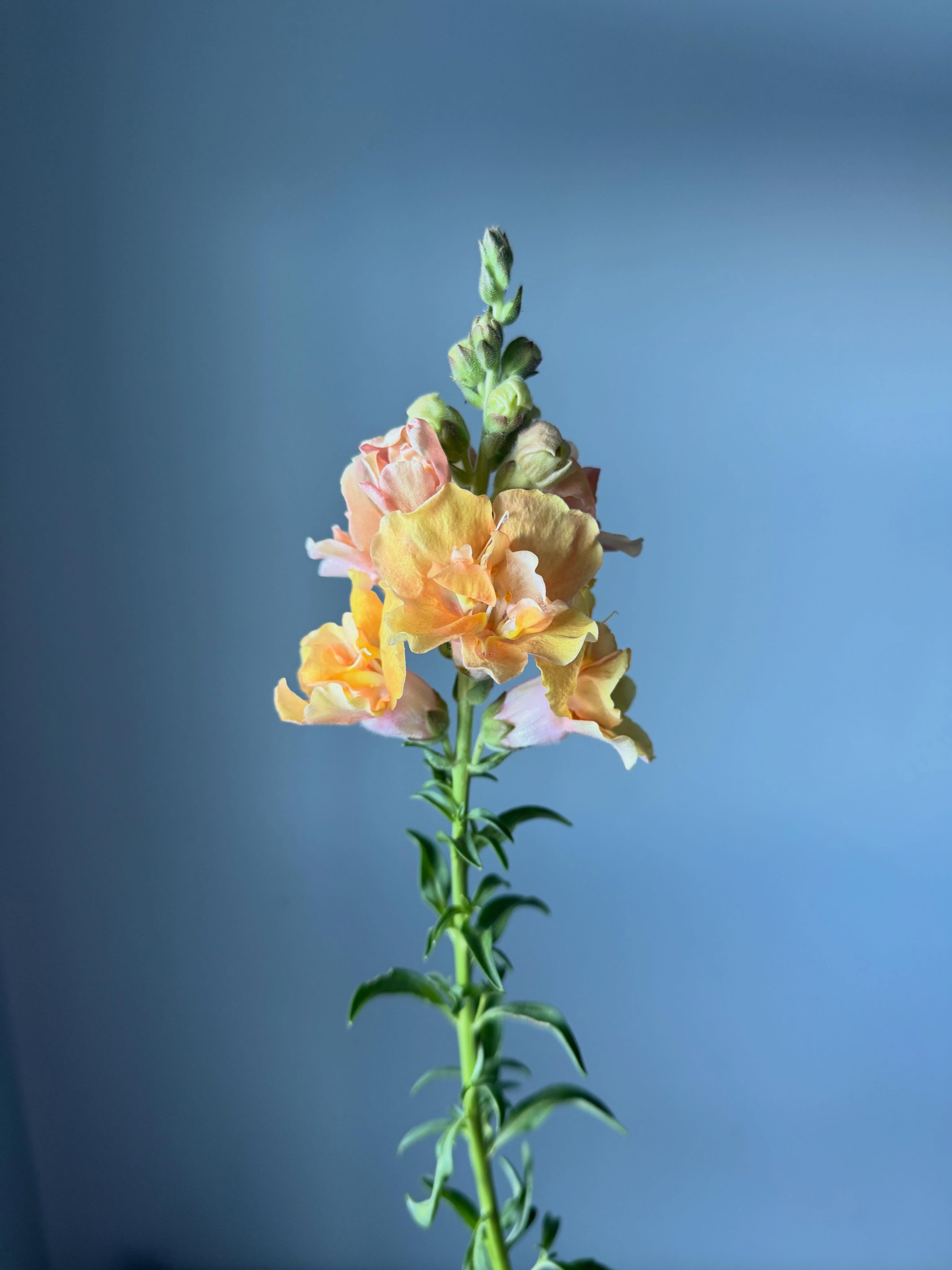 Last time to catch us at the @provofarmersmarket until mid July! We have lots of dahlias, and the very last of the campanula (bell flower). We’d love to see you! #utahgrownflowers #provo #provofarmersmarket