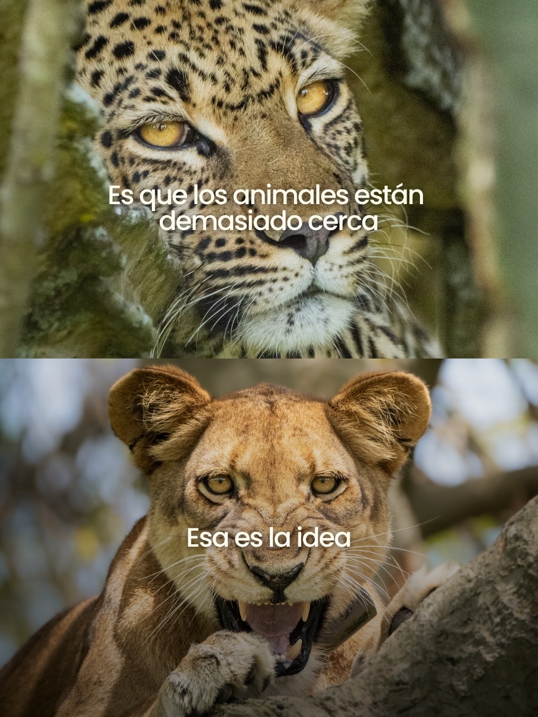 Hay lugares que no buscan ser cómodos ni parecerse a lo que ya conoces.
Kenia tiene algo que no se explica tan fácil: se vive.
El silencio, la inmensidad, lo impredecible, lo salvaje. Y de pronto entiendes que eso que parecía demasiado: era exactamente la gracia.
Viajar también es salir un poco de uno mismo.
📍 Kenia.
🗓️ 08 - 18 Junio 2026 / 19 - 29 Octubre 2026
Déjanos un comentario si quieres recibir más información de este viaje. 👇🏻