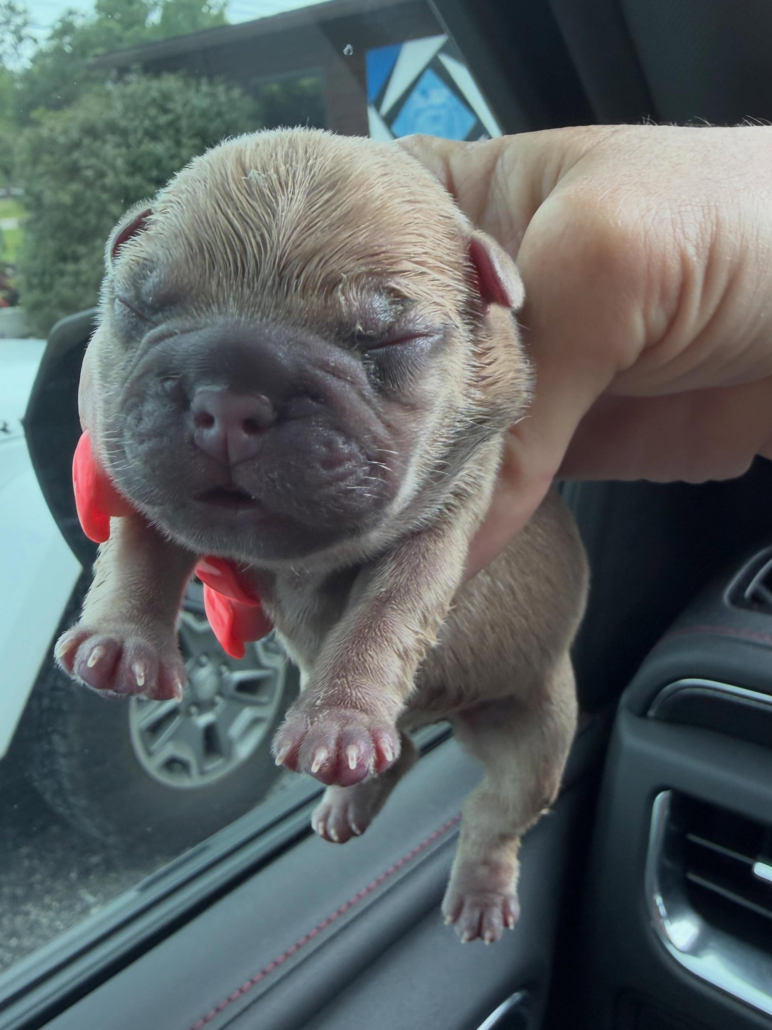 One big ole healthy boy! ๐ And he has already been claimed by a wonderful family on our waiting list.
Momma Topanga is doing amazing too! Sheโs a rockstar! ๐
**No other pups were found. She mustโve reabsorbed them right after he ultrasound.**
#topangapeanutbutter