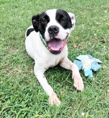 This cutie is Issy! How can anyone resist this girl? 😍
She’s delightful, playful, and smart! ❤️
Issy is a sweetie pie. She’s eager to please and sits on command. She loves to play with balls and toys…especially squeaky toys!
Issy is a 2-ish year old boxer mix available for adoption at Little Rock Animal Village.
She will be fully vetted for just a $90 adoption fee!
Meet her Tues-Sat at 4500 Kramer Street.
🚨LRAV will close early Friday 7/3, and are closed on Saturday July 4th. 🚨