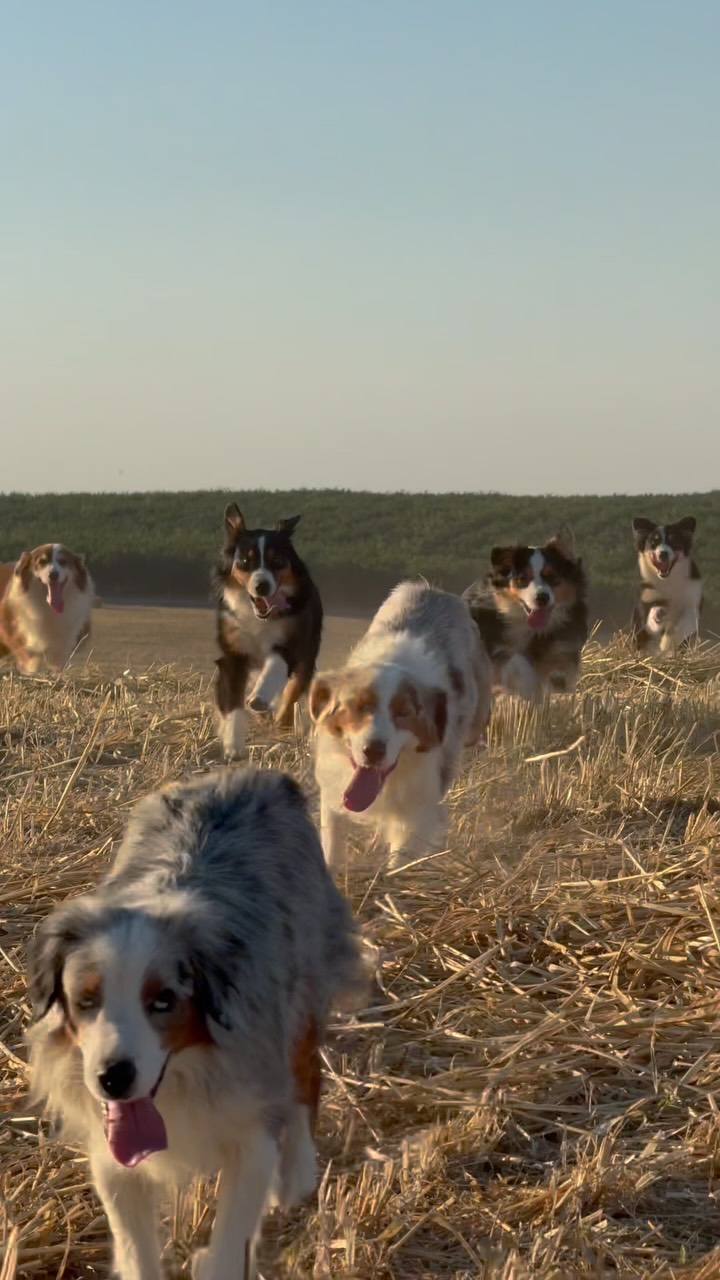 Grateful for another successful grain crop, and the fun we get to have in this space after everything is harvested💜
#farmlife #dog #australianshepherd #dogsofinstagram #pets