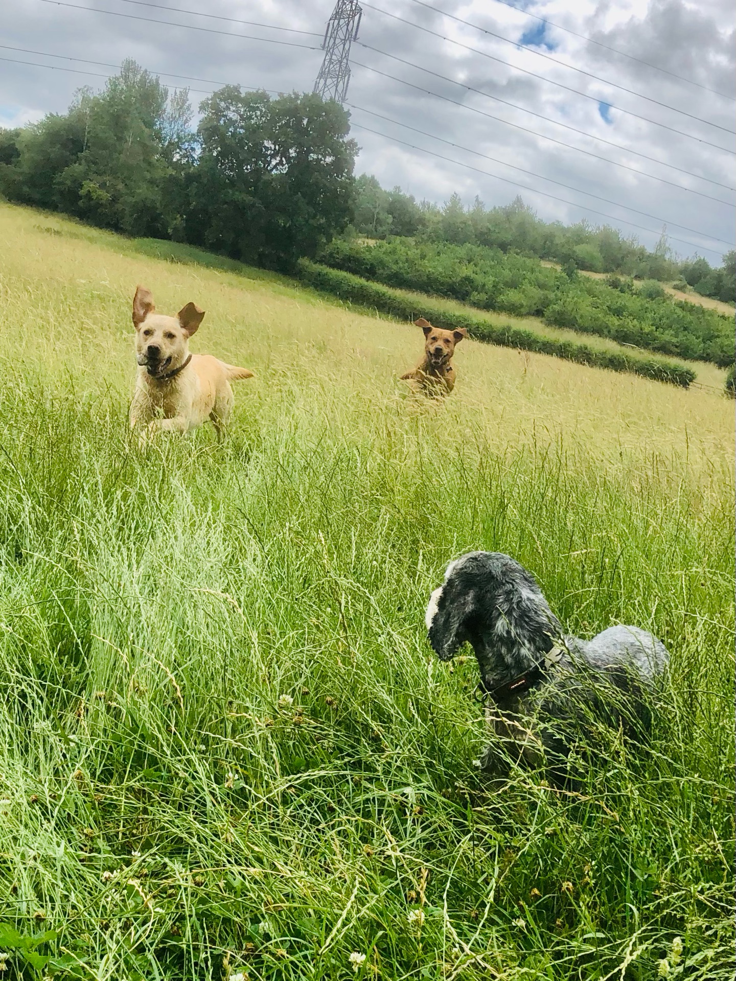 ❤️🐾😁
If your dog would like to have a walk with us then contact us at www.ardendogwalking.co.uk and check out our half-day experience.
#ullenhall #tanworthinarden #hockleyheath #henleyinarden #dog