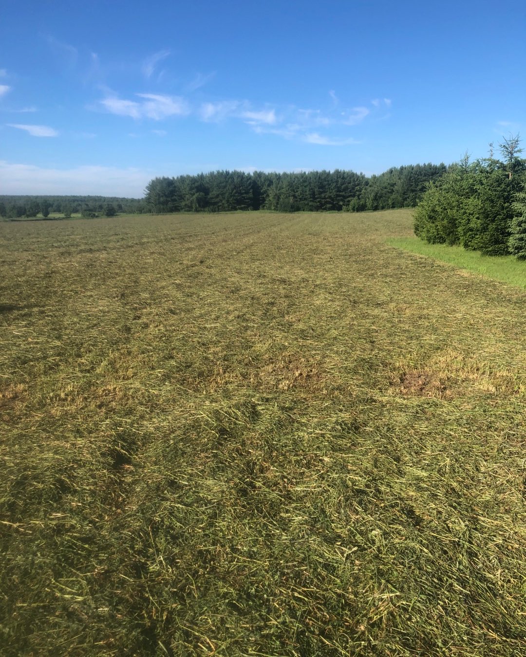 Three fields of hay down and it looks like another good drying day. We hope to have it baled on Monday. We offer a discount for baking day pick ups.
