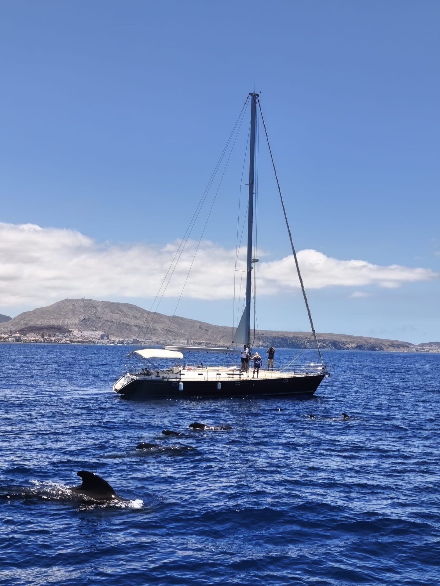 Did you know that the waters between Tenerife and La Gomera are part of one of the world’s most important whale habitats? This special area has been recognized as a Whale Heritage Site, highlighting its exceptional marine biodiversity and the year-round presence of resident pilot whales and bottlenose dolphins ❤️#bluejacksail #tenerife #paraisocanario #turismotenerife