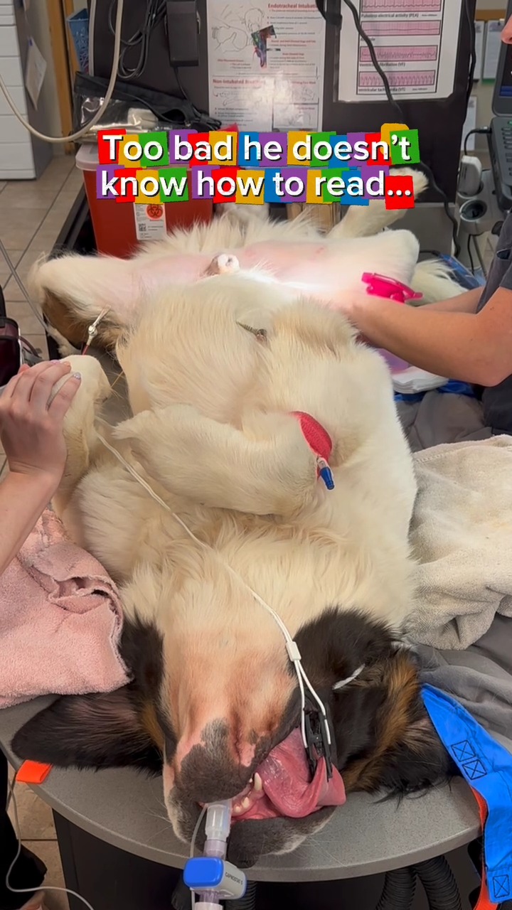 We always advocate for patient autonomy... except when it comes to reading skills. 🤭📖
We let the handsome Dozer choose his own adventure at the clinic today: “Get Neutered” or “Unlimited Puppy Chow.” He made his choice loud and clear, but unfortunately for him, the surgical team had the final say!
All jokes aside, Dozer was a stellar patient for his neuter procedure today! Keeping our pets healthy and prevented from future reproductive health issues is always top priority—even if it means a little trickery with the paperwork.
He is recovering beautifully, being thoroughly spoiled by our staff, and will definitely be getting some extra treats for his cooperation. 😉🥣
👇 Drop some love (and maybe some reading lessons) for Dozer in the comments!
#WestRidgeAnimalHospital #GreeleyVeterinary #StBernardPuppy #DogHumor #PetHealth #Neutered #VetClinicLife #FearFreeVet